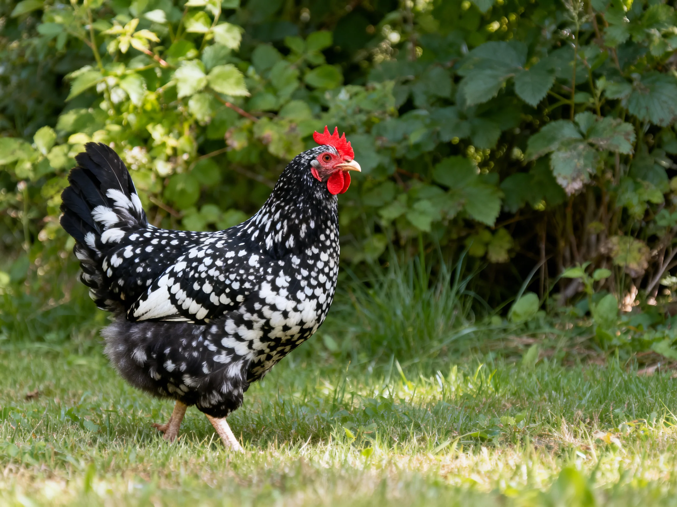 A black and white speckled hen with red comb walking on grass near leafy bushes