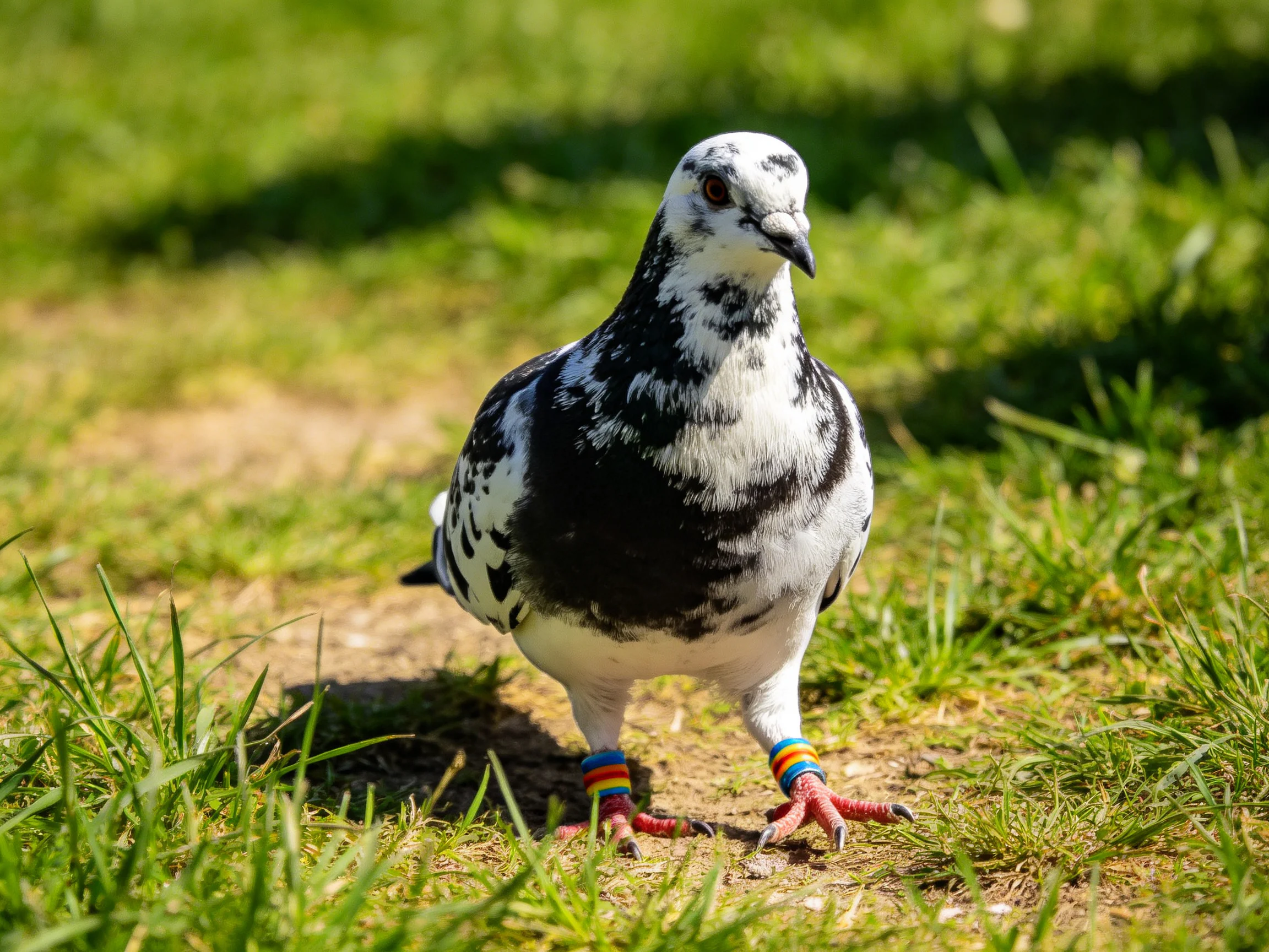 A black and white speckled pigeon with rainbow leg bands on grassy terrain