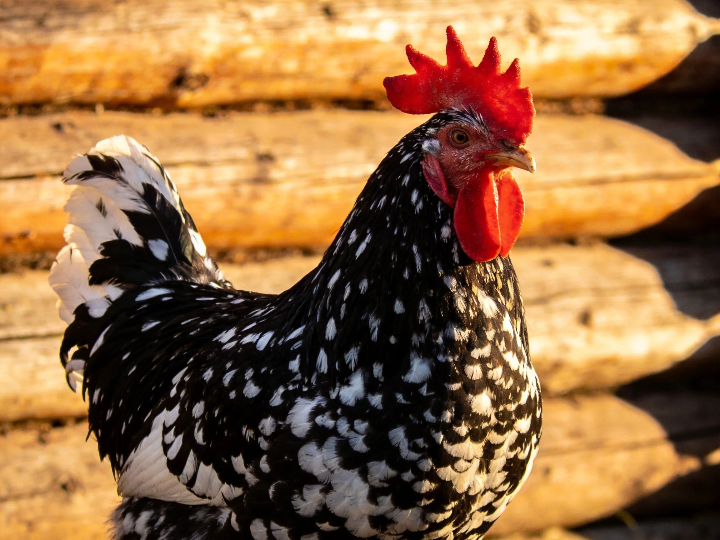 A black and white speckled rooster with bright red comb near stacked wooden logs