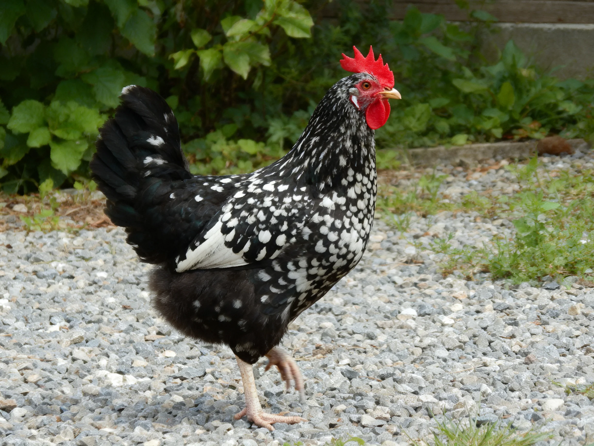 A black and white speckled rooster with red comb on gravel path
