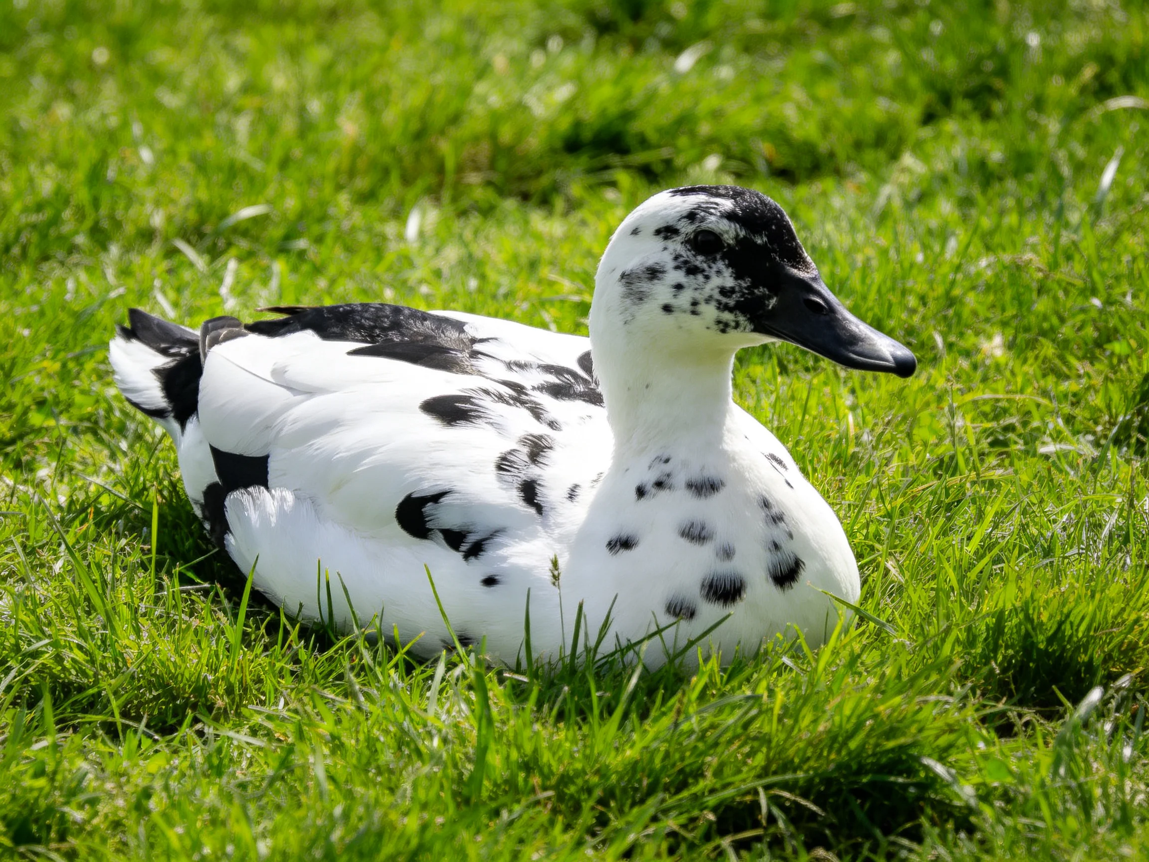 A black and white spotted duck rests on lush green grass