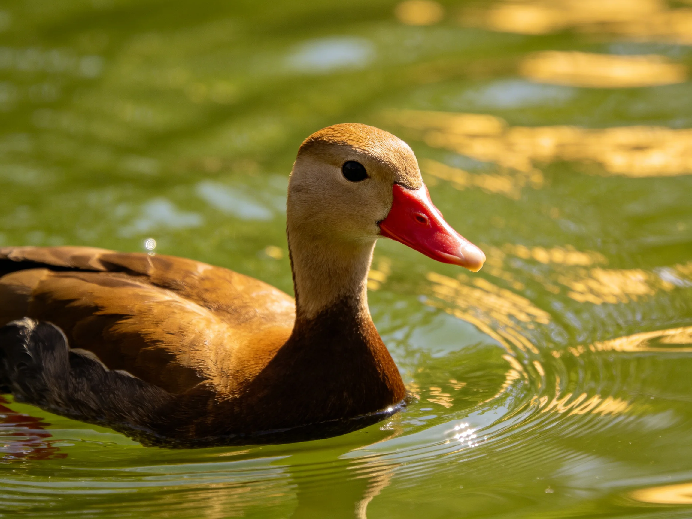 A duck with brown and black plumage featuring a vivid red bill moves through reflective water.