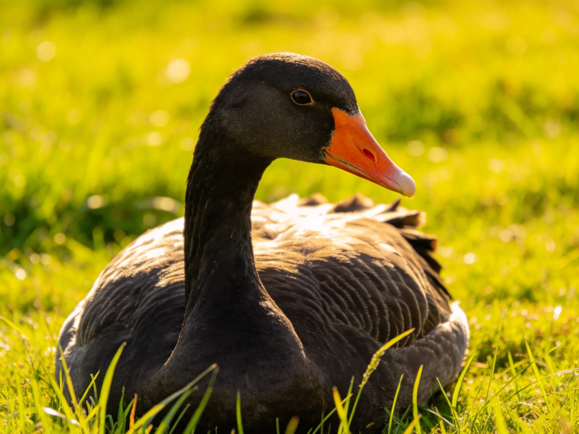 A black bird with an orange beak rests on green grass in a sunlit environment.
