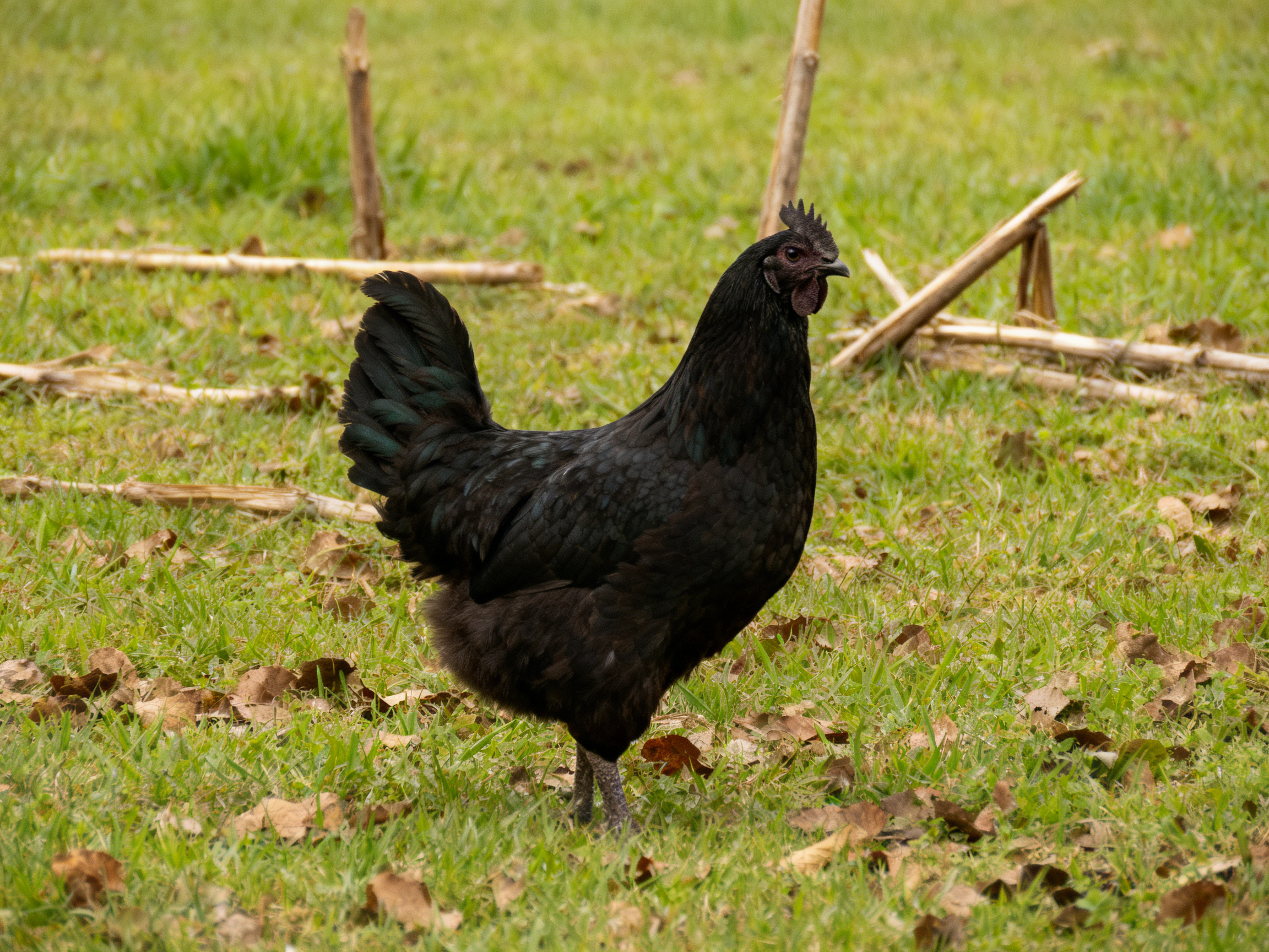 A black chicken stands on grass with scattered leaves and wooden stakes
