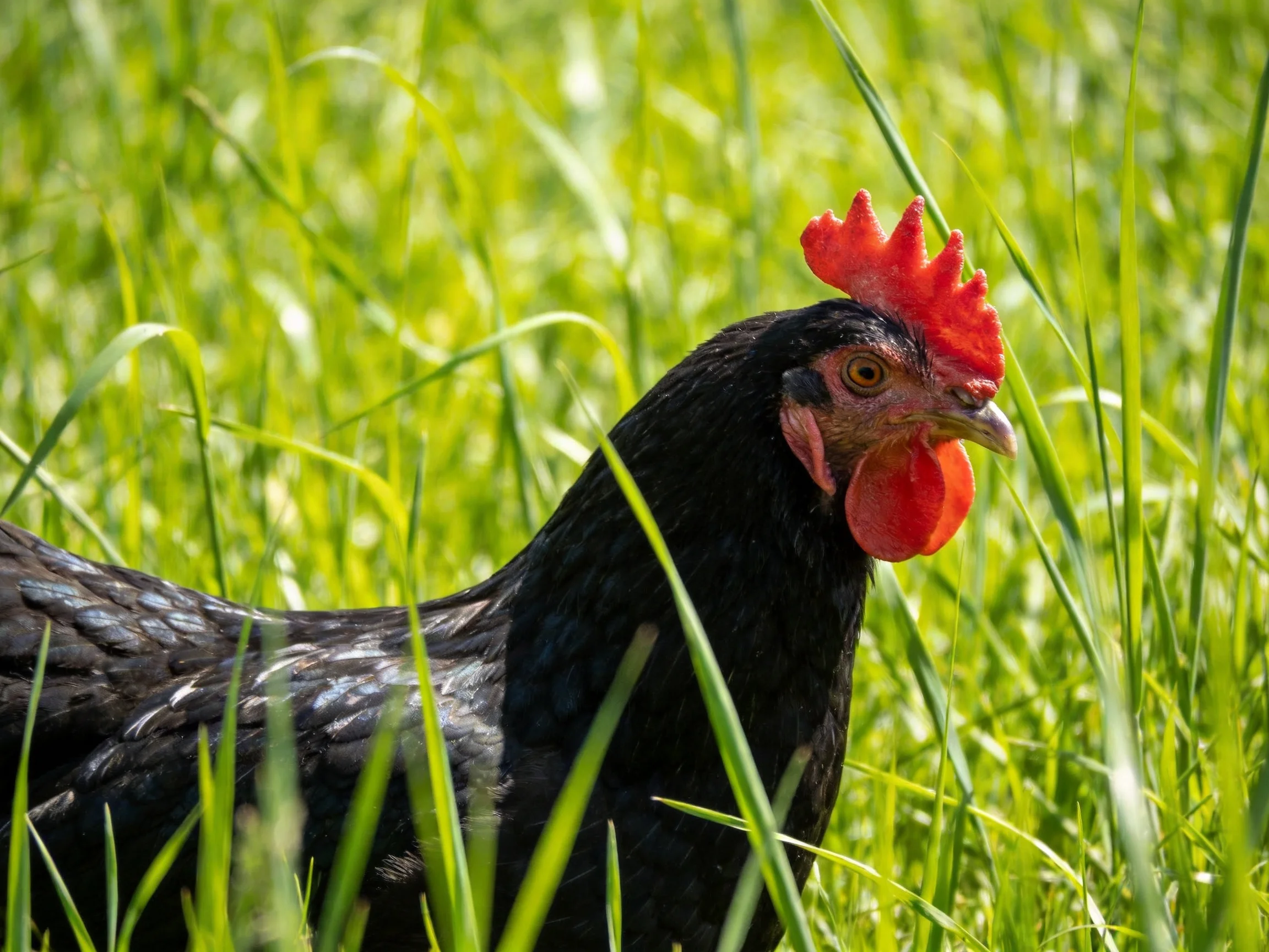 A black chicken with a redcomb forages amid tall green grass.
