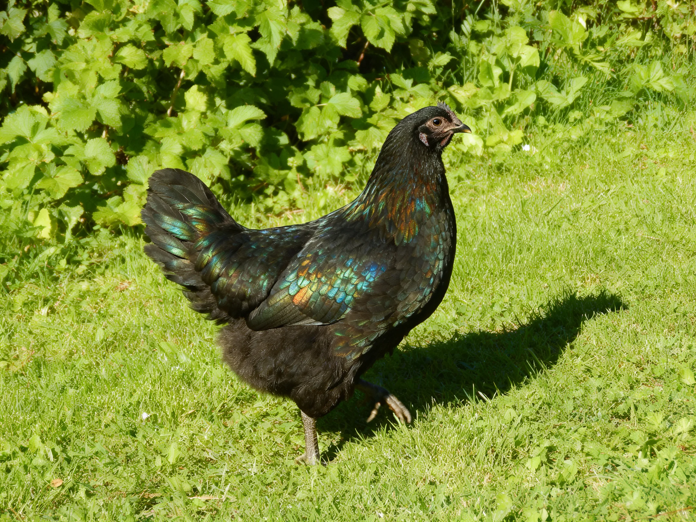 A black chicken with iridescent plumage walking on lush green grass