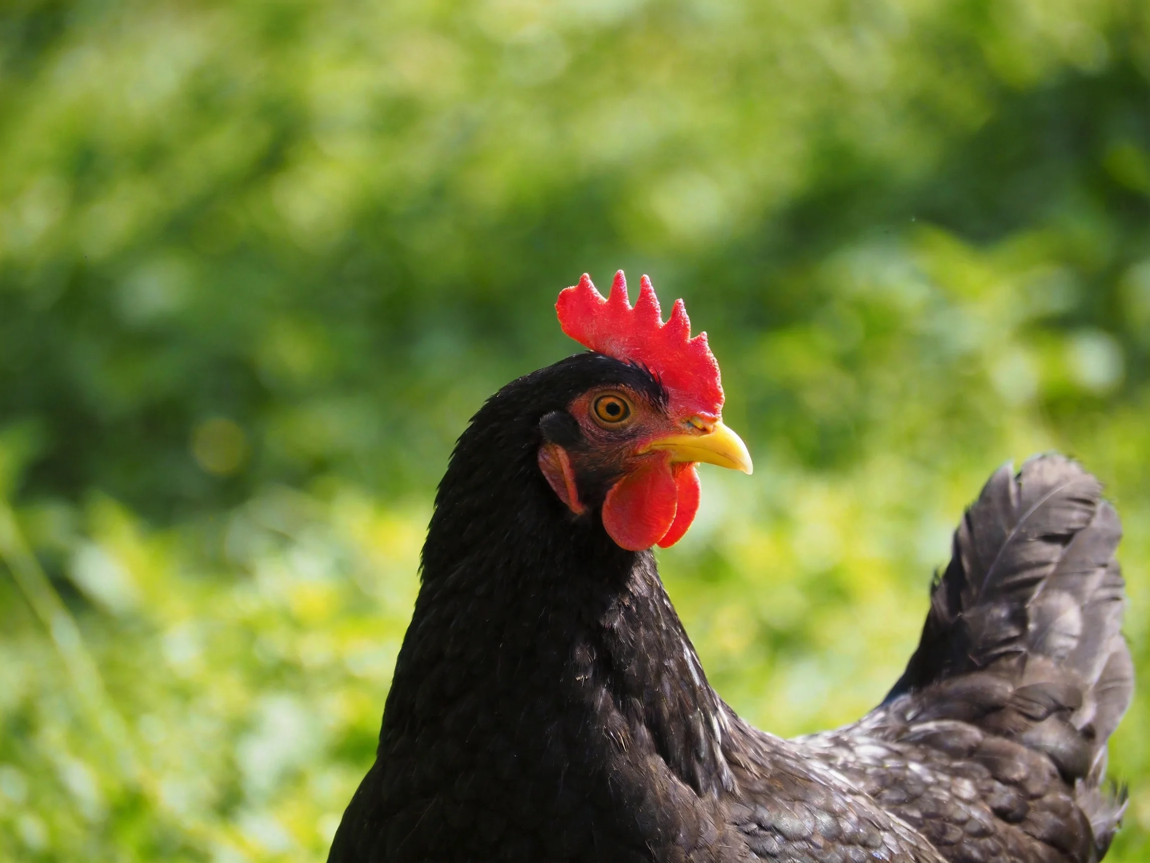 A black chicken with vibrant red comb and wattle in a lush green environment