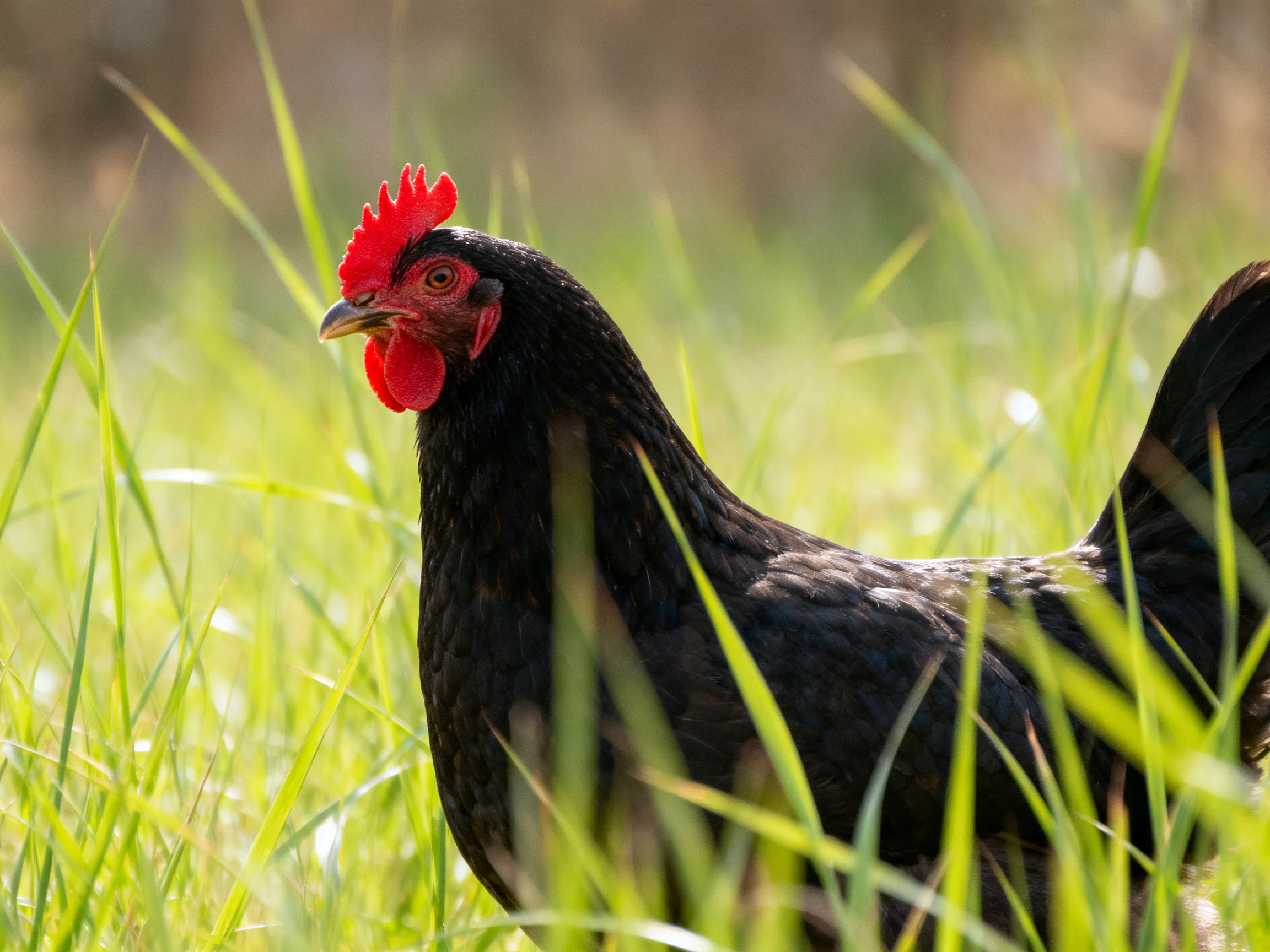 A black chicken with vibrant red comb in tall green grass