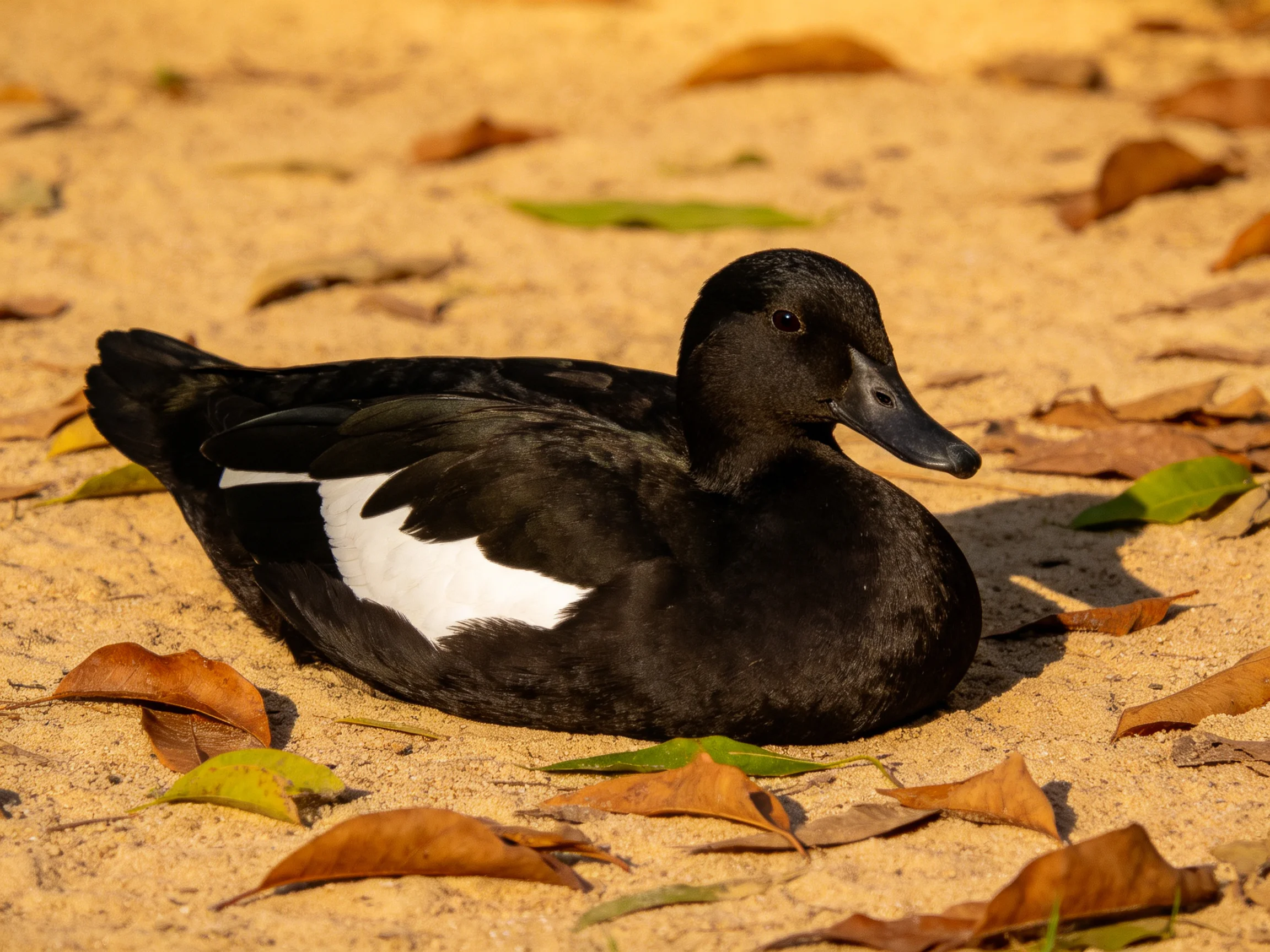 A black duck with white wing patch resting on sandy ground amid fallen autumn leaves