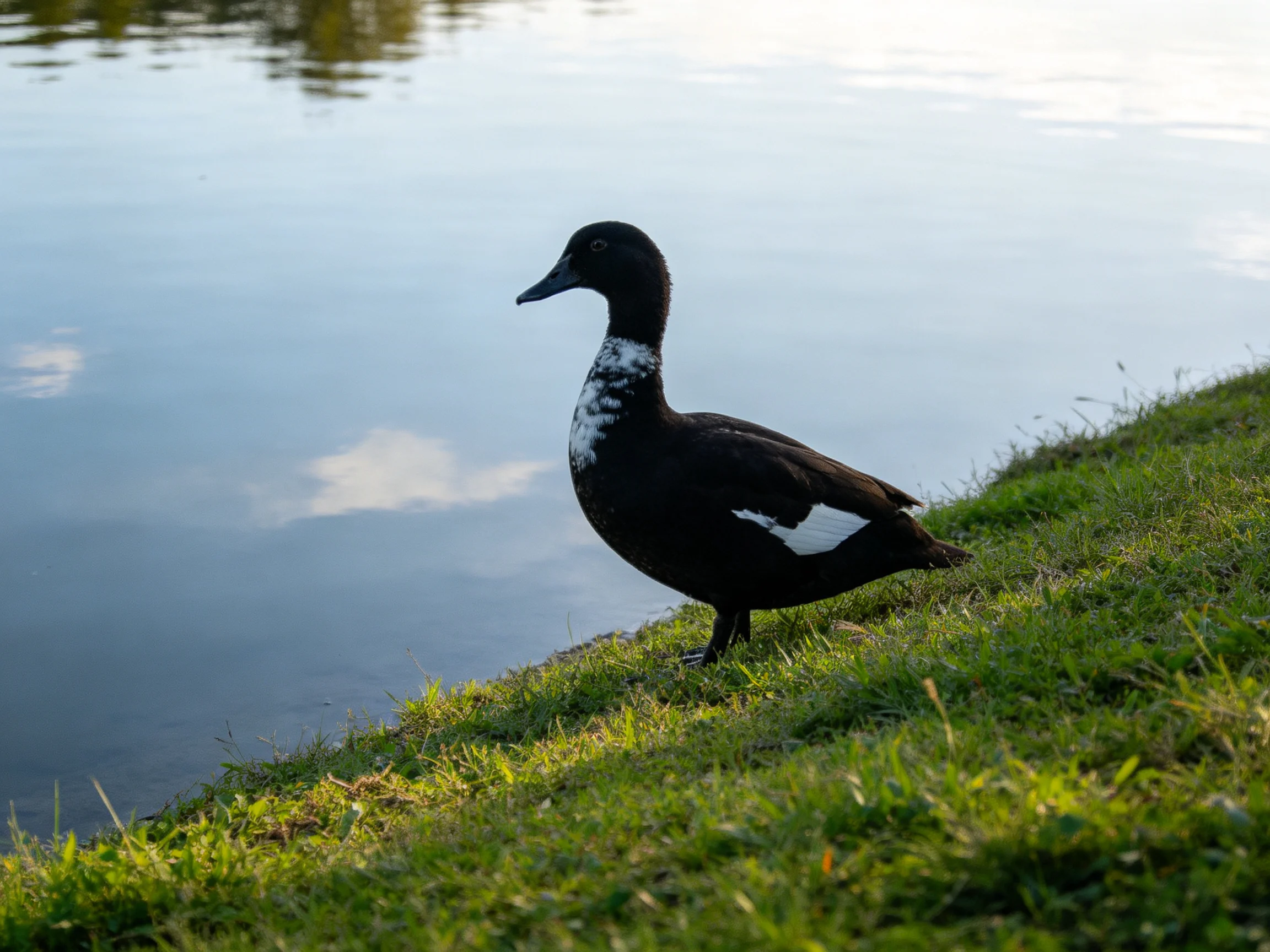 A black duck with white wing patches stands on a grassy lakeside slope
