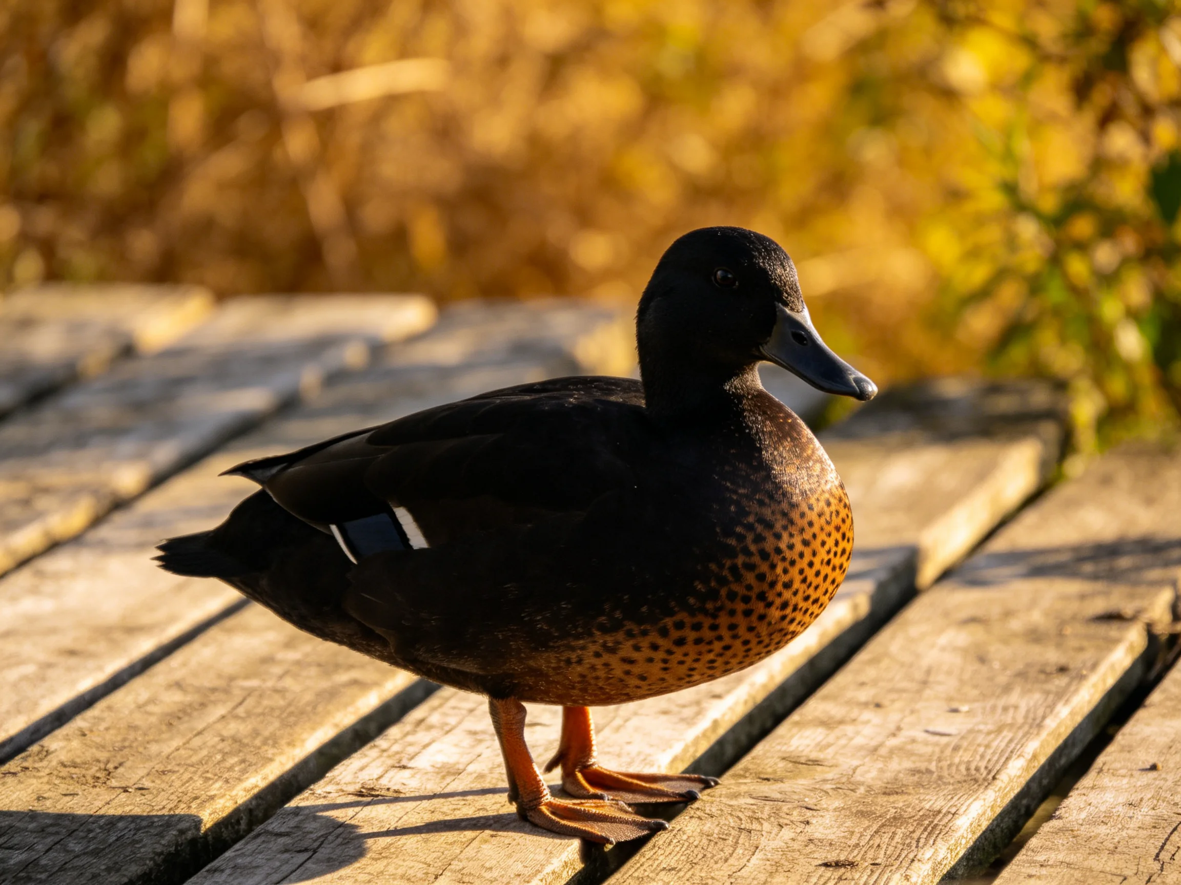 A black-feathered duck with speckled chest perches on wooden planks