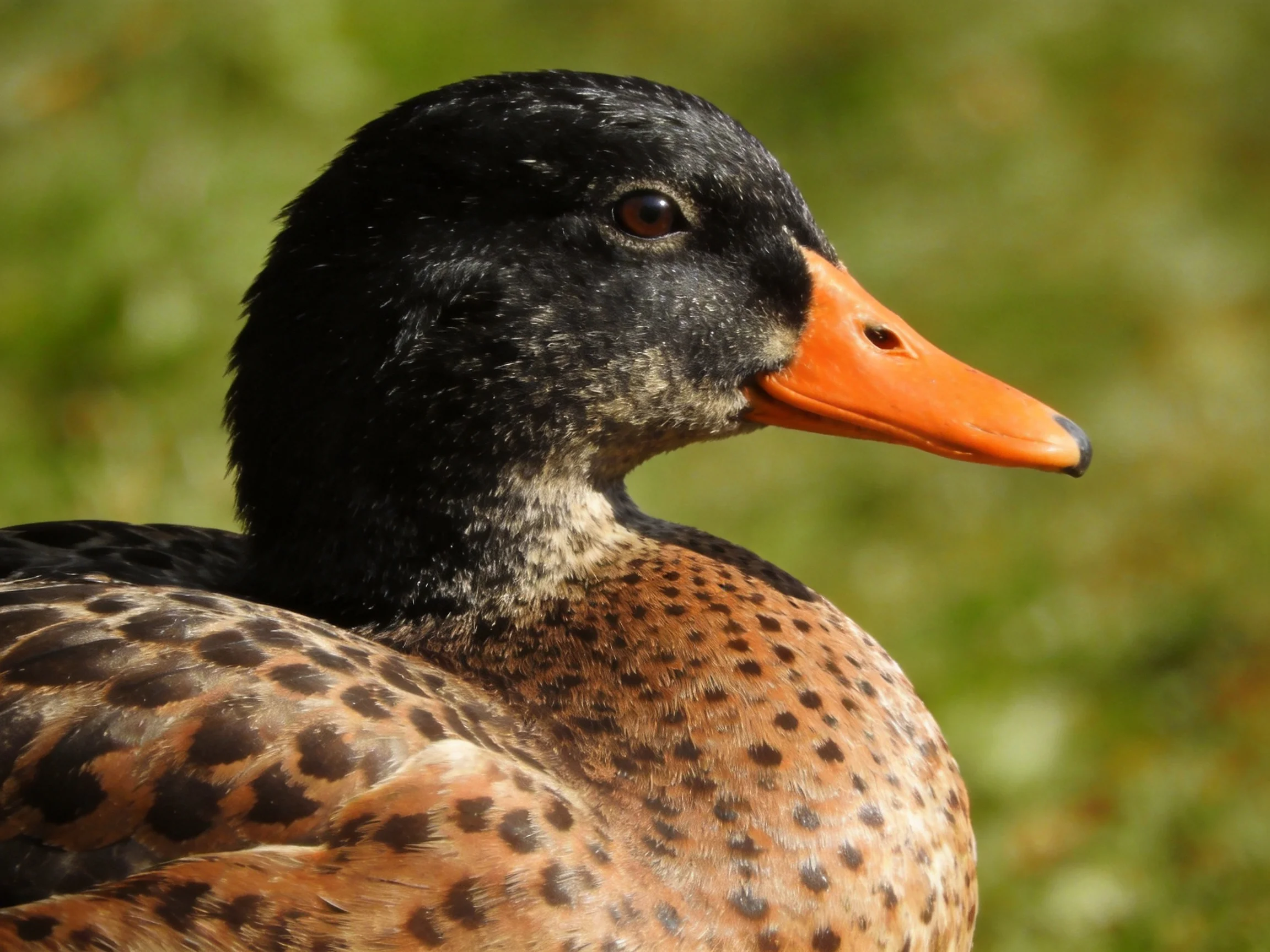 A black-headed duck with an orange beak and brown-spotted plumage