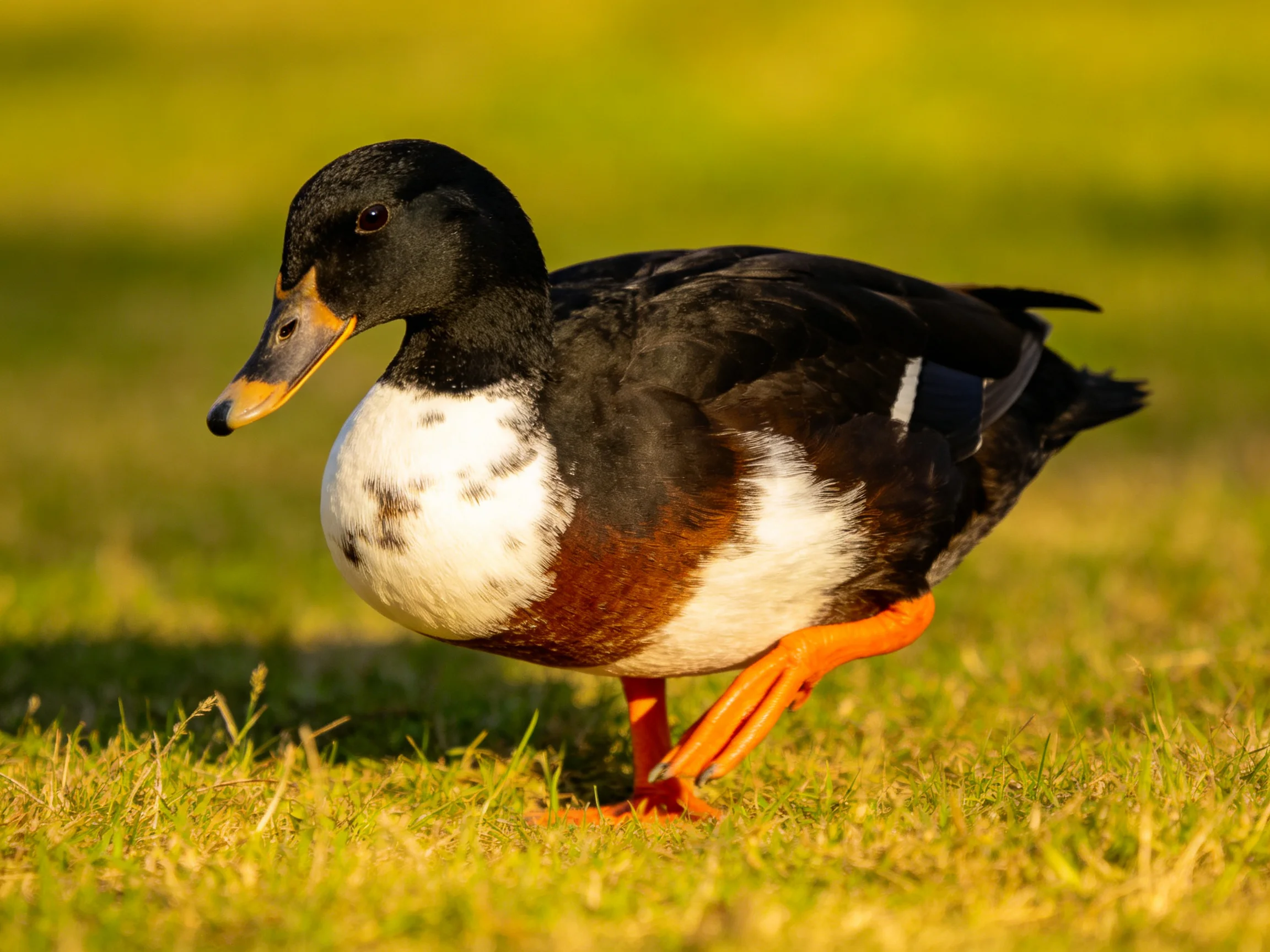 A black-headed duck with white chest and orange legs walks on green grass