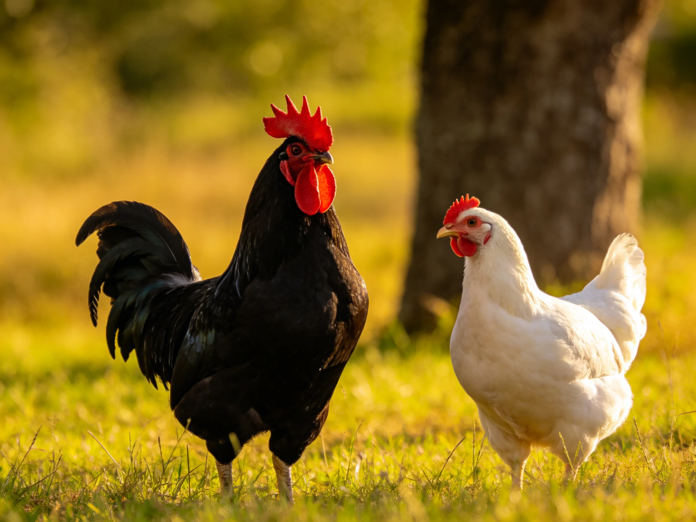 A black rooster and white hen stand together on grass near a tree under warm sunlight.