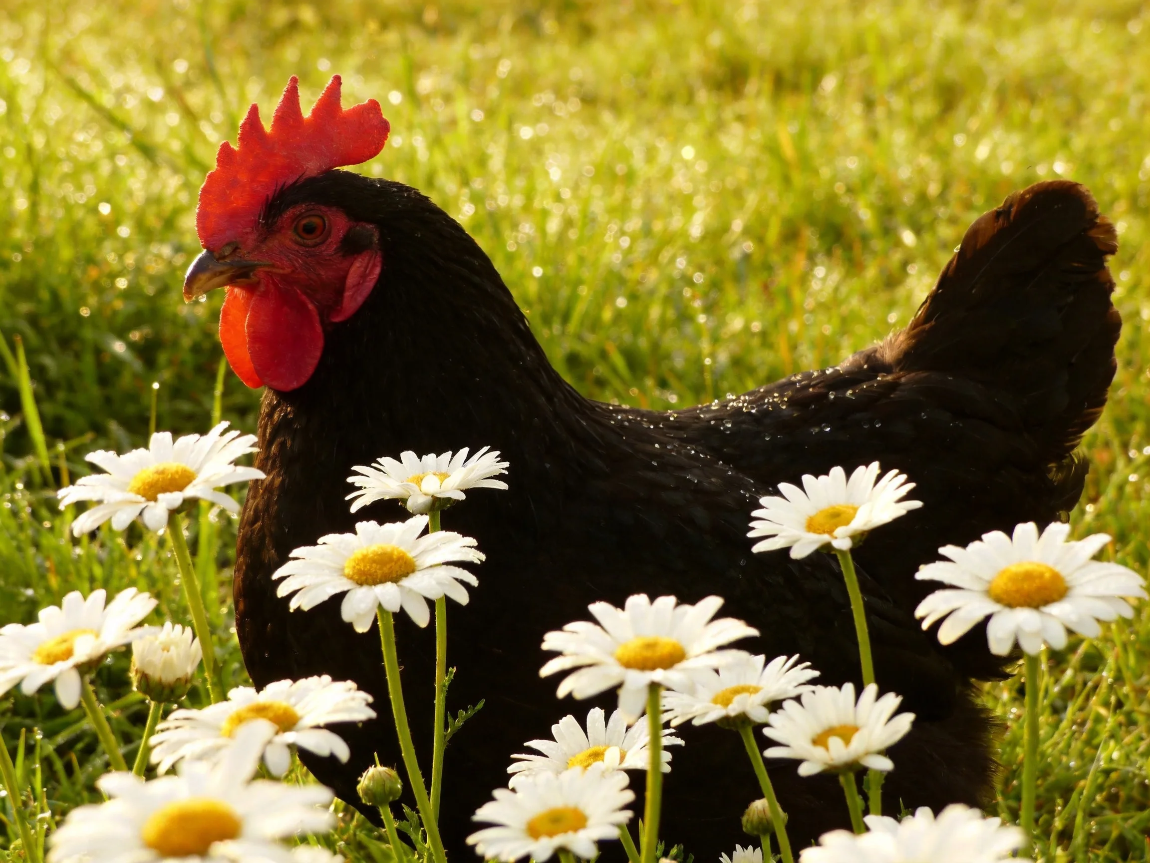 A black rooster with bright red comb among white daisies in lush green grass