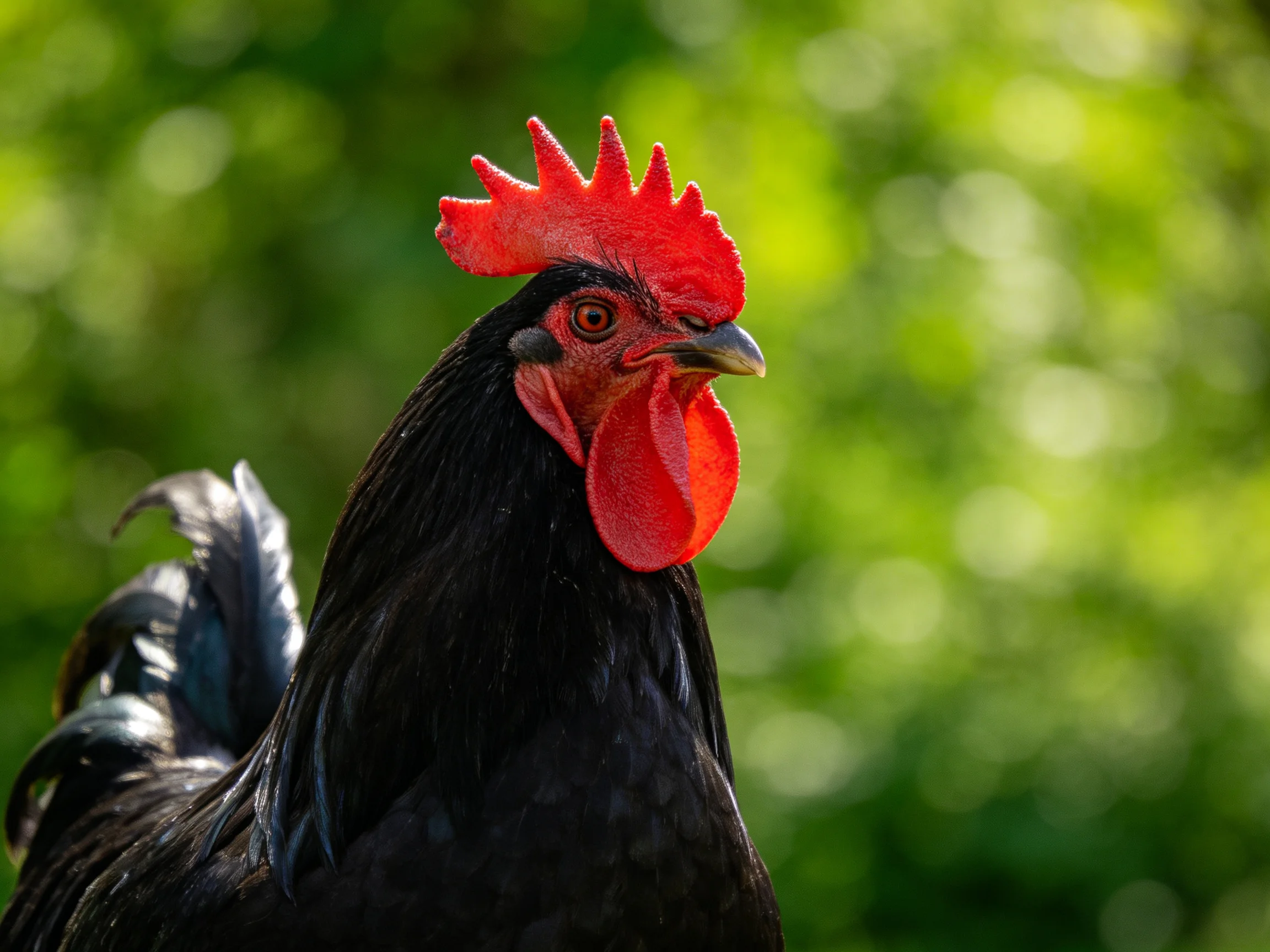 A black rooster with a red comb stands before blurred green foliage.