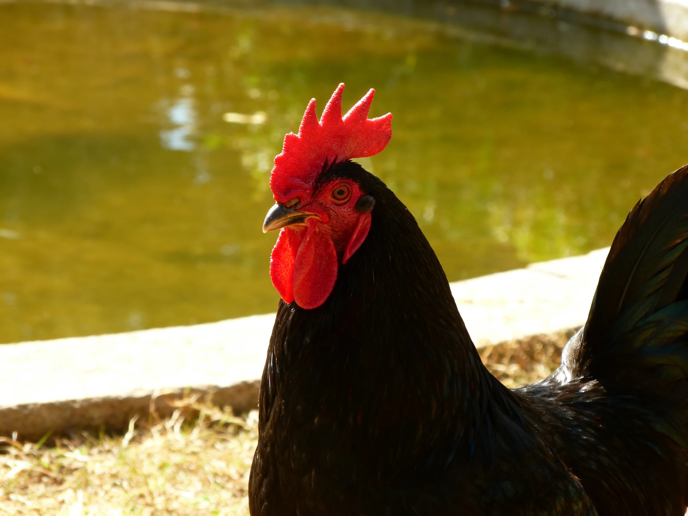A black rooster with bright red comb near a green pond