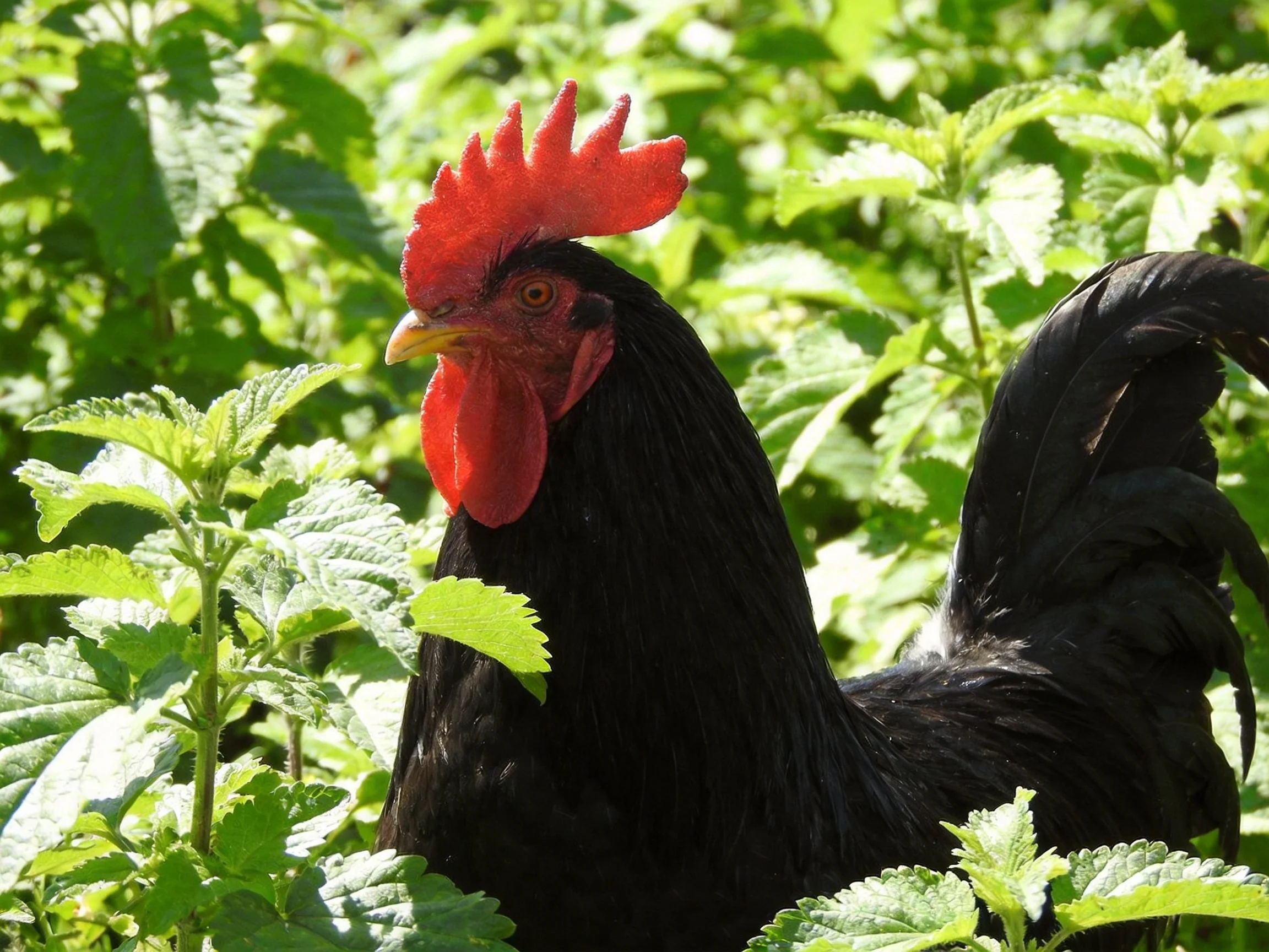 A black rooster with vibrant red comb amid dense green foliage