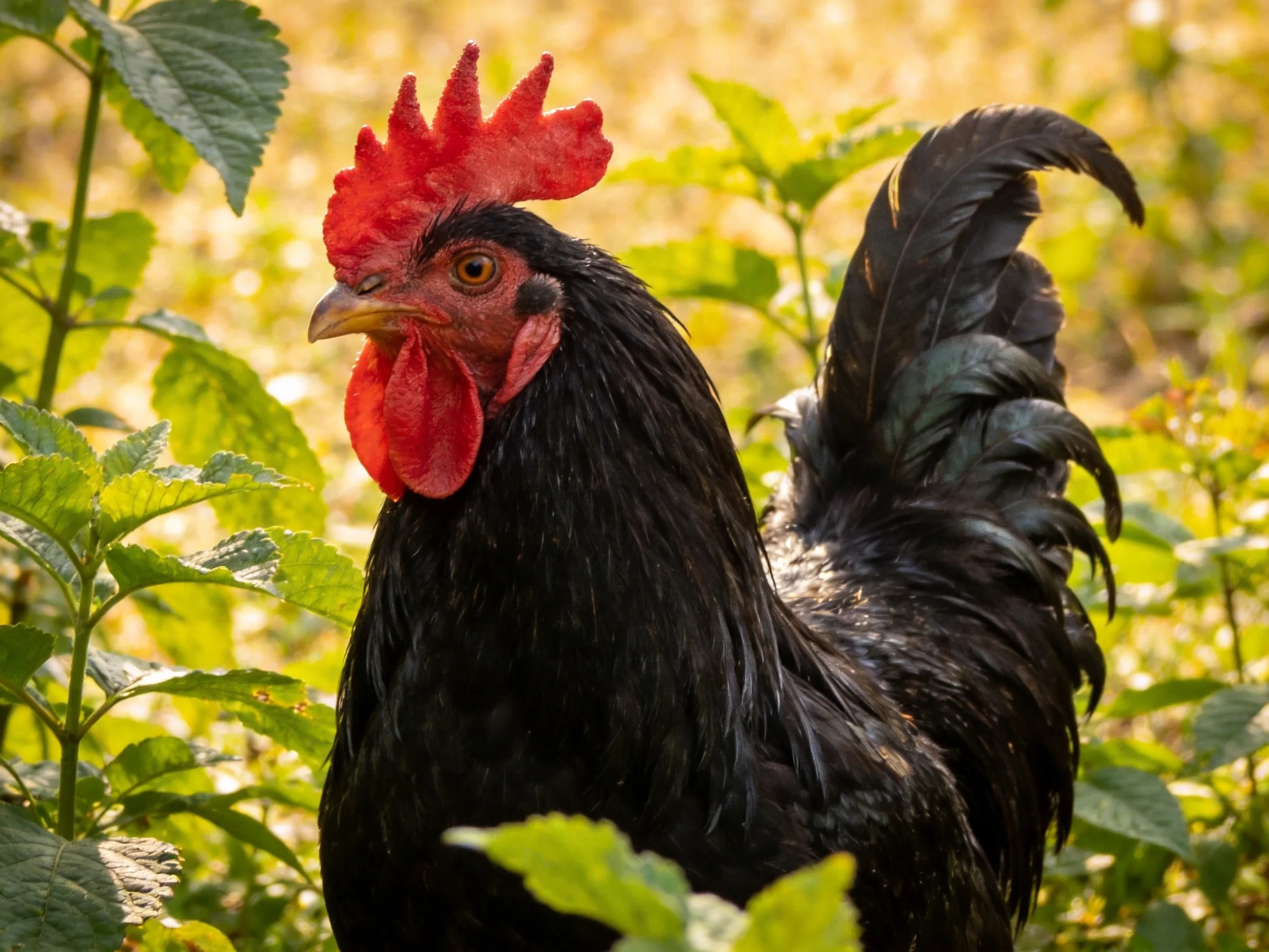 A black rooster with a red comb is surrounded by lush green vegetation.