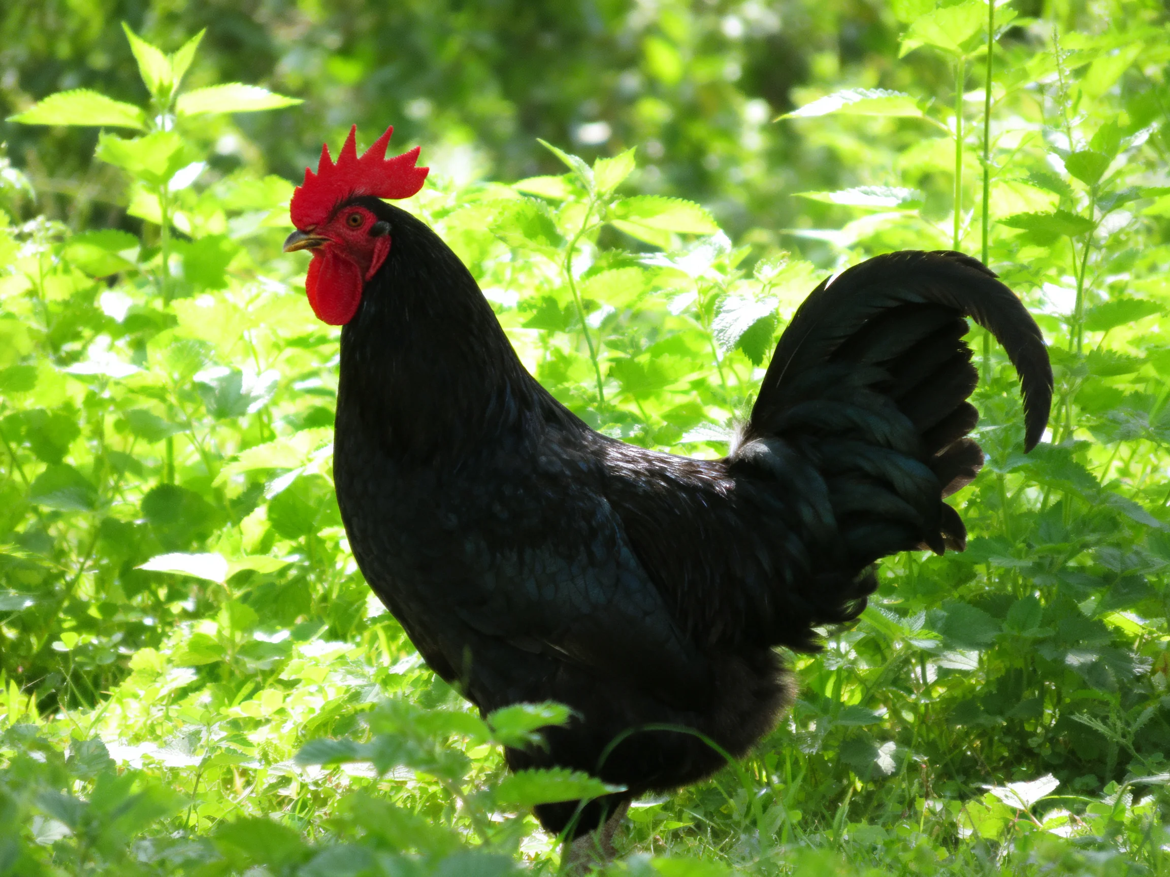 A black rooster with a red comb is among dense green vegetation.