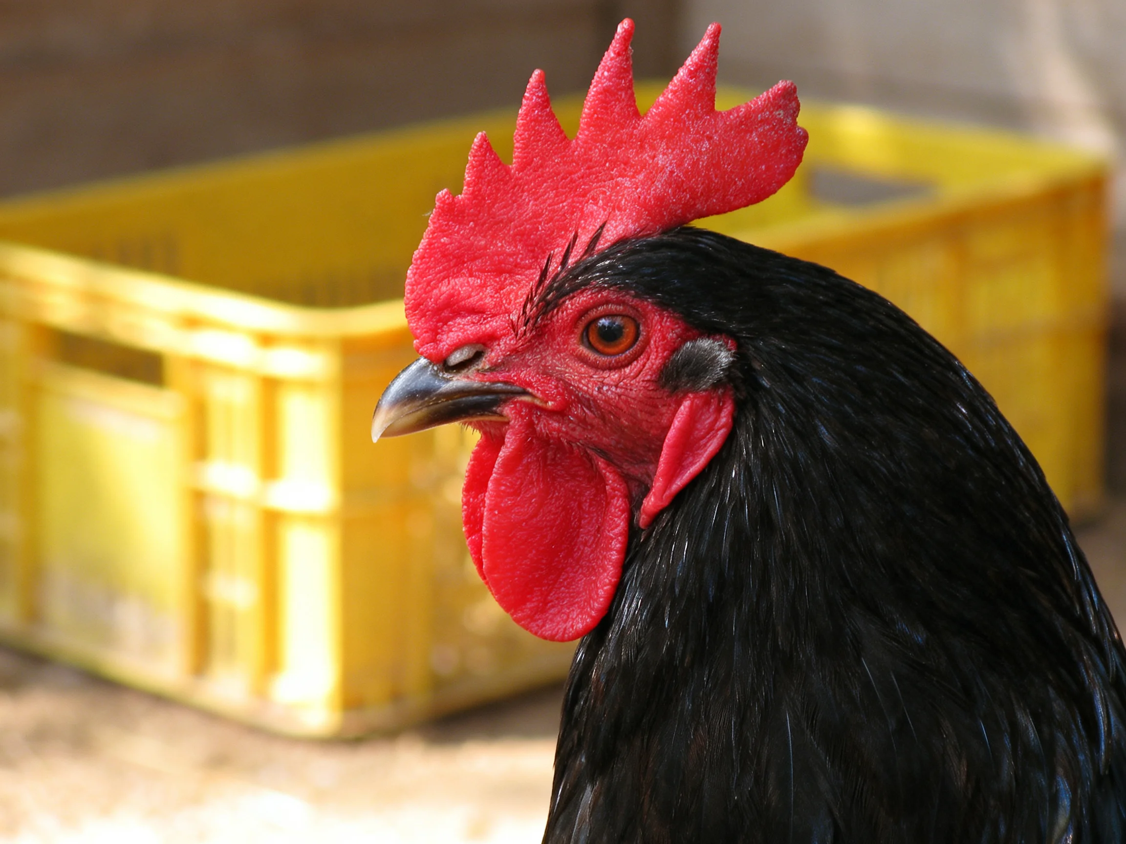 A black rooster with a red comb is near a yellow container.