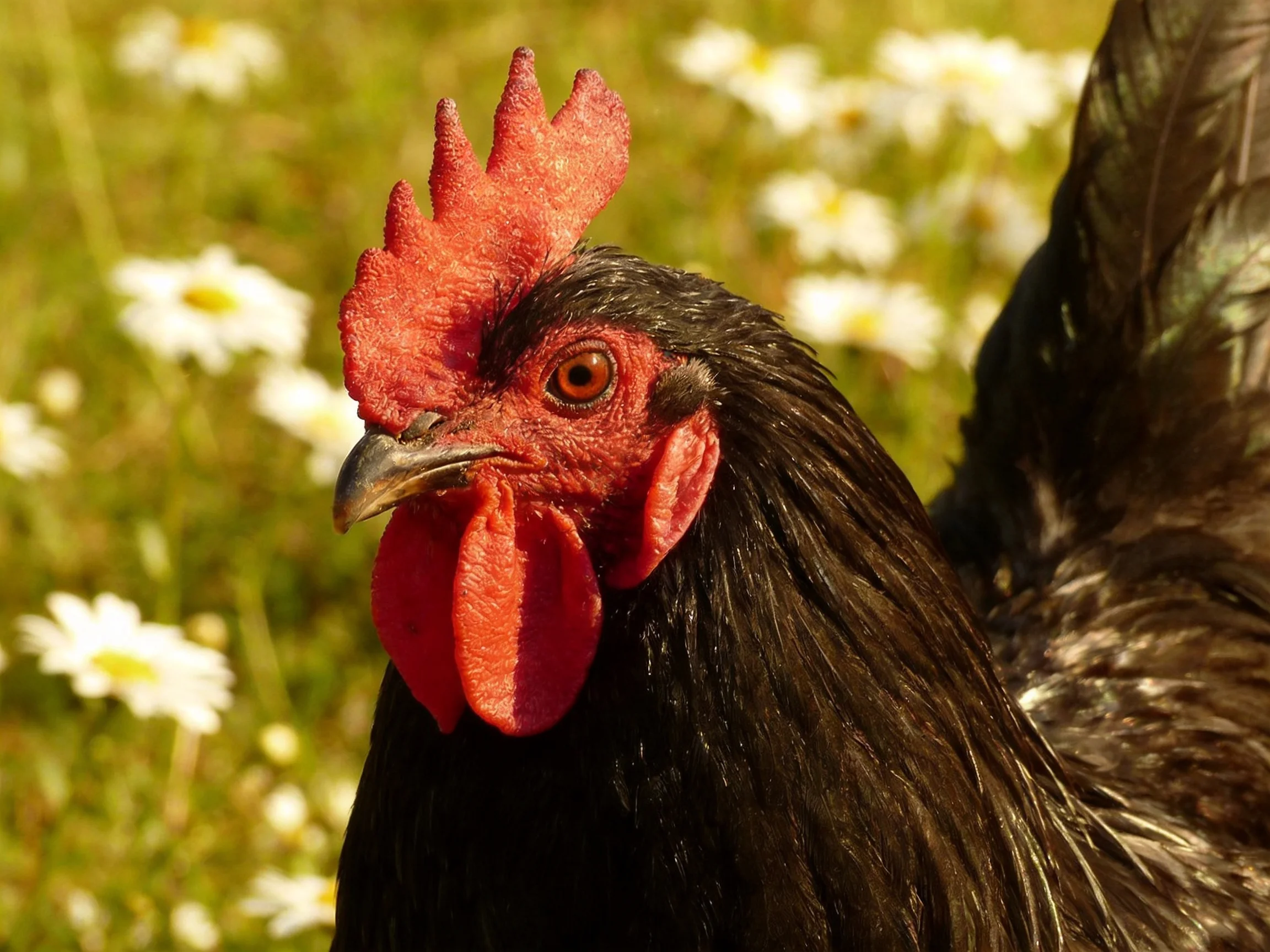 A black rooster with vibrant red comb near white daisies in green field