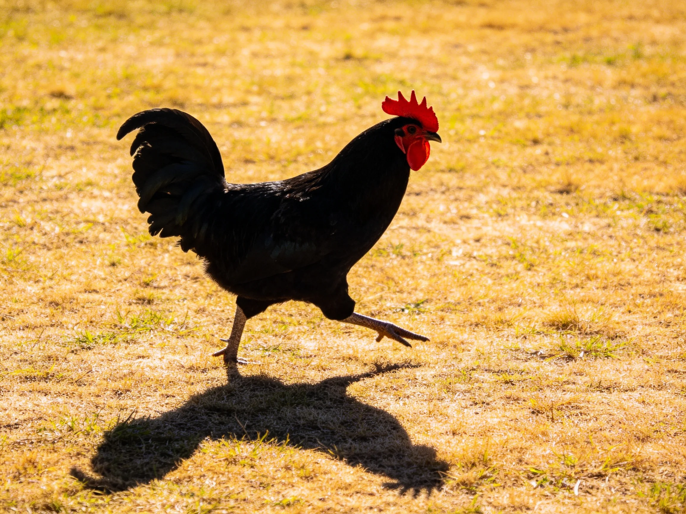 A black rooster with vibrant red comb runs on sunlit dry grass
