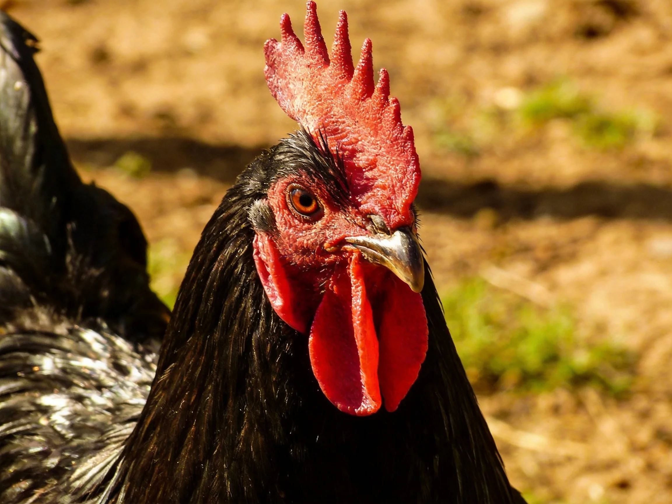 A black rooster with vivid red comb and wattles in a sunlit outdoor area