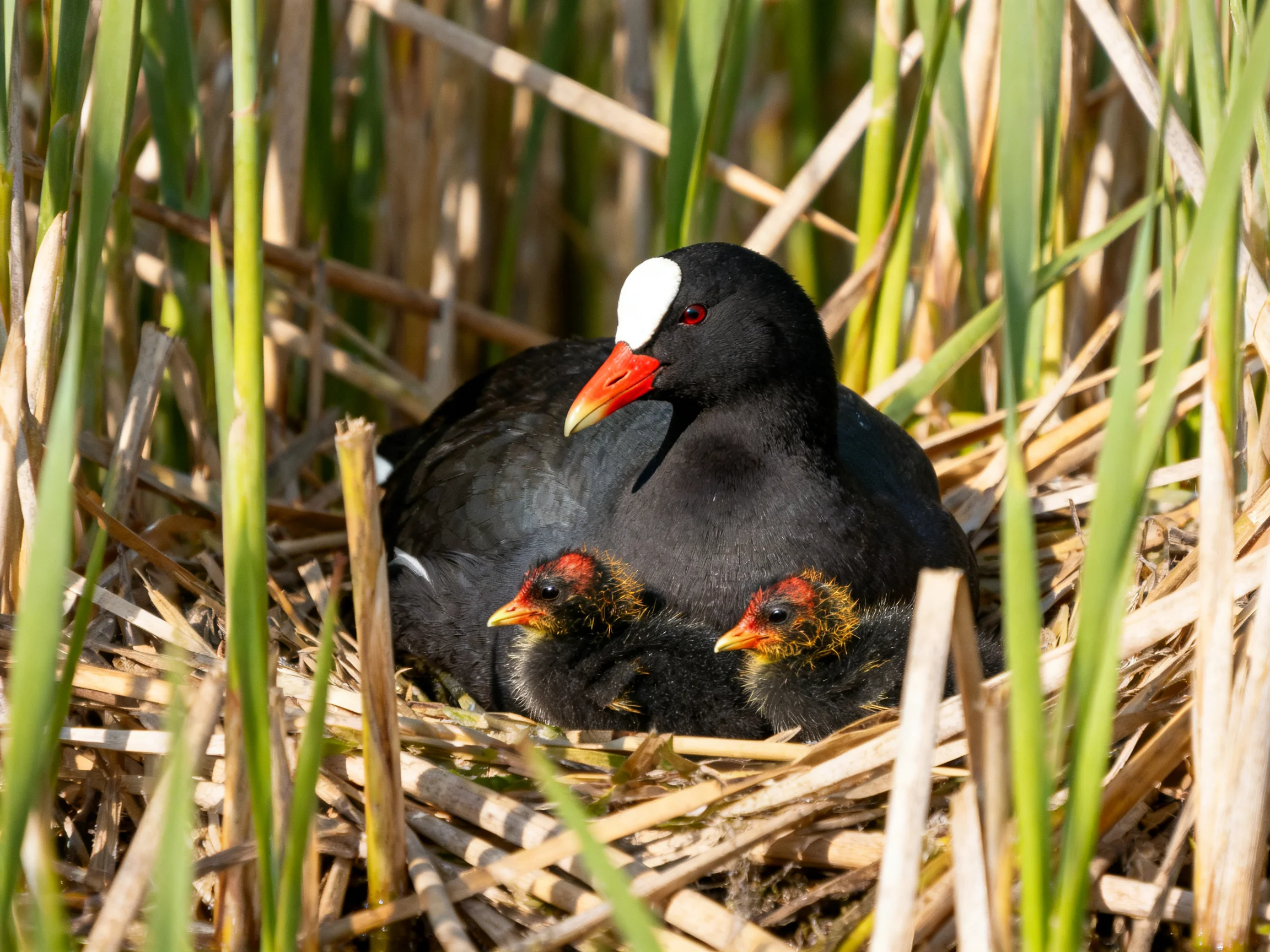 A black waterbird with a white crest nesting among tall reeds with two chicks