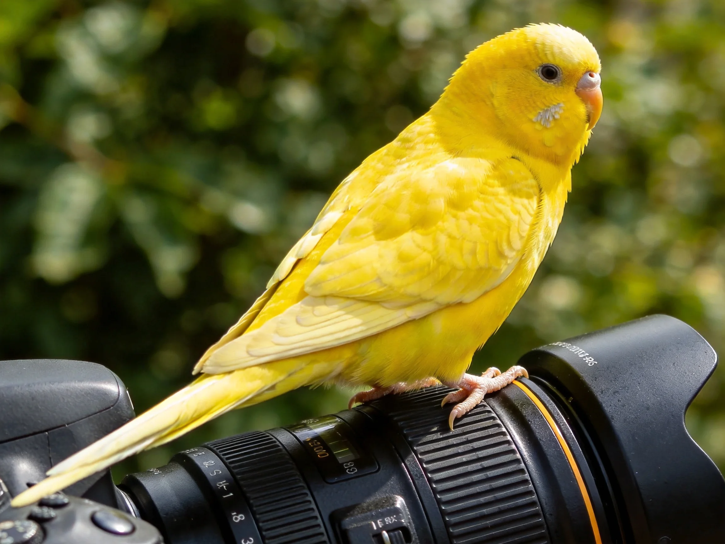 A bright yellow parakeet perches on a professional camera lens amid greenery