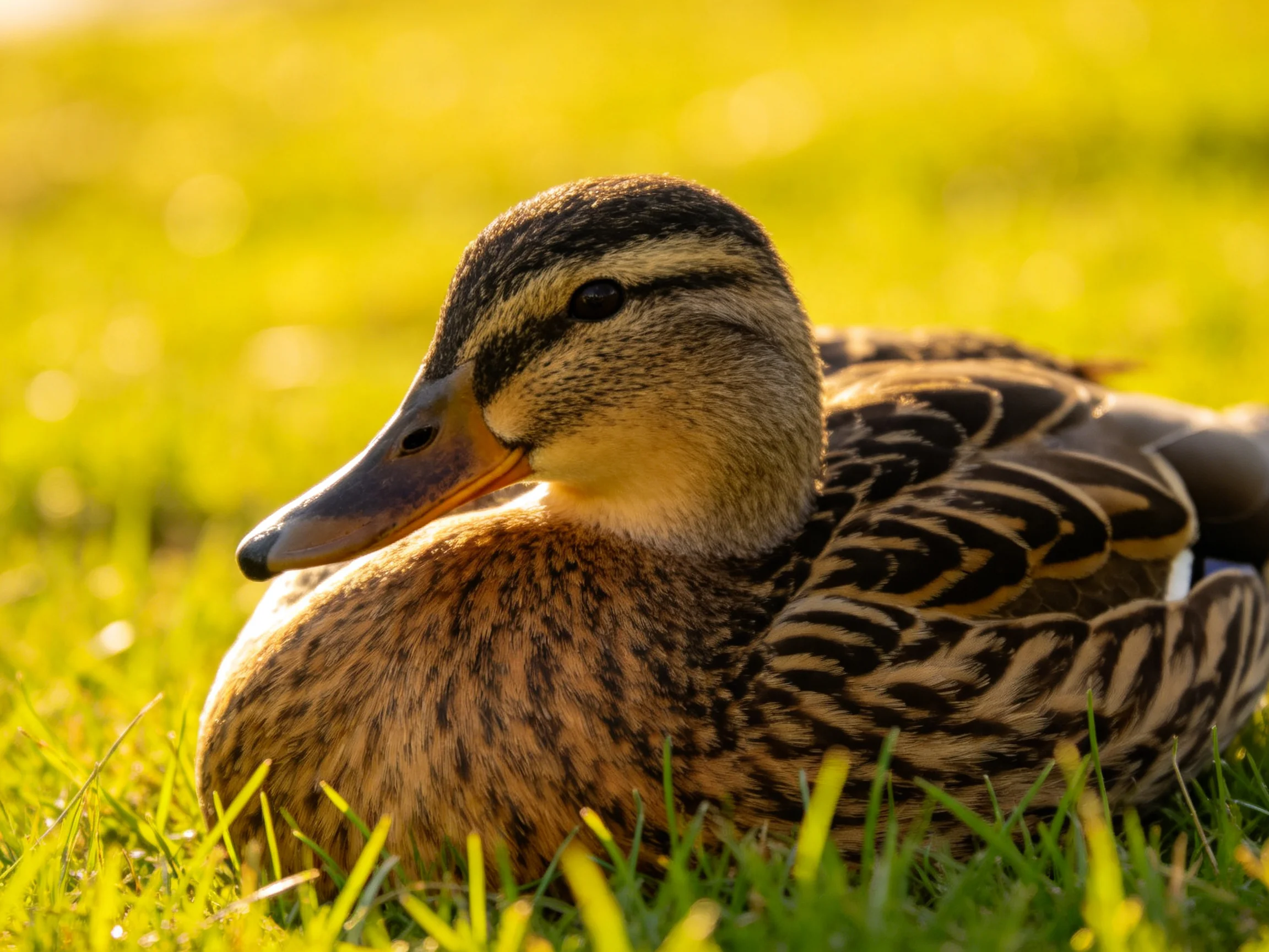 A brown and black feathered duck resting on vibrant green grass