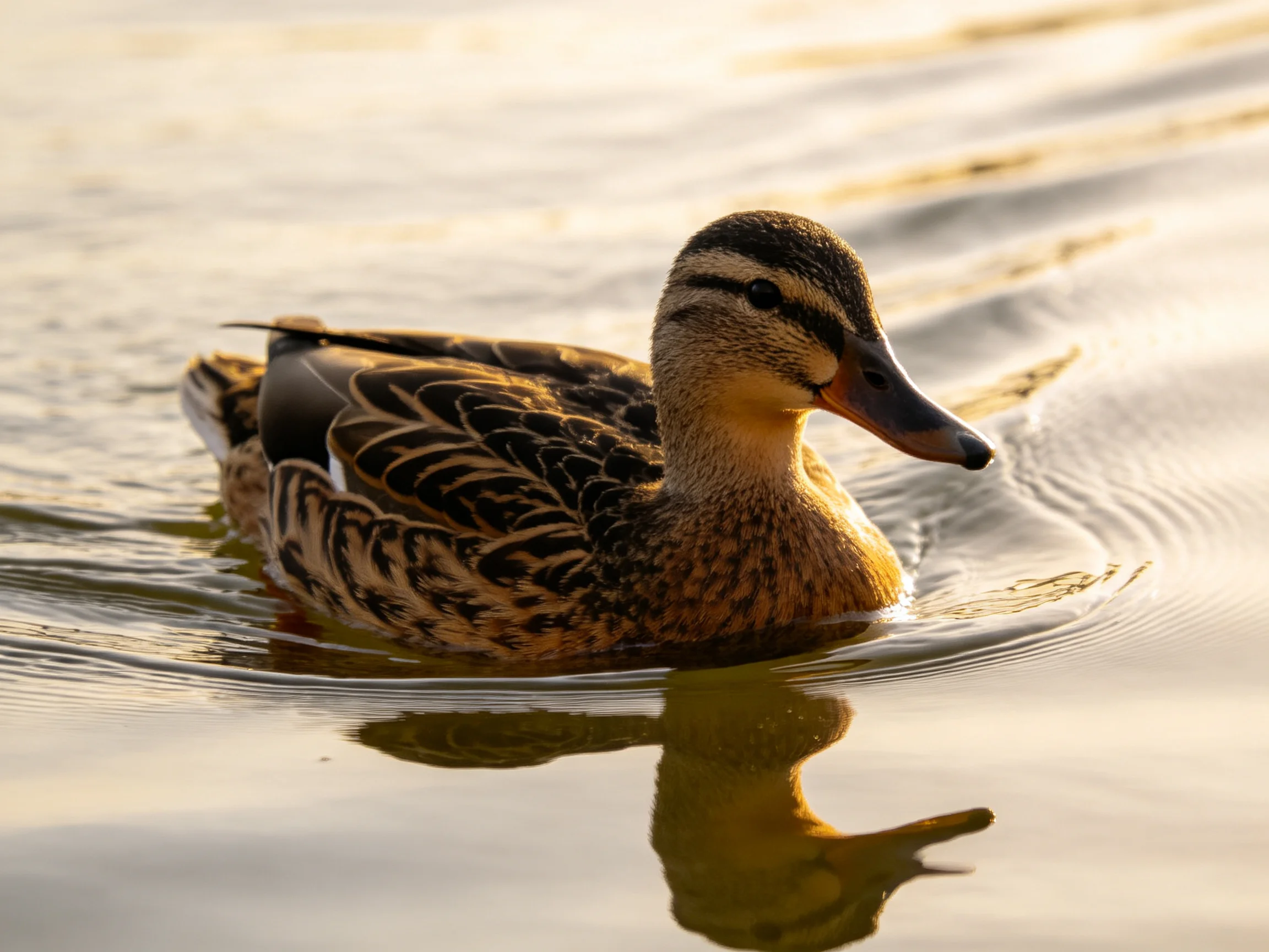 A brown and black patterned duck swims in calm water with golden reflections