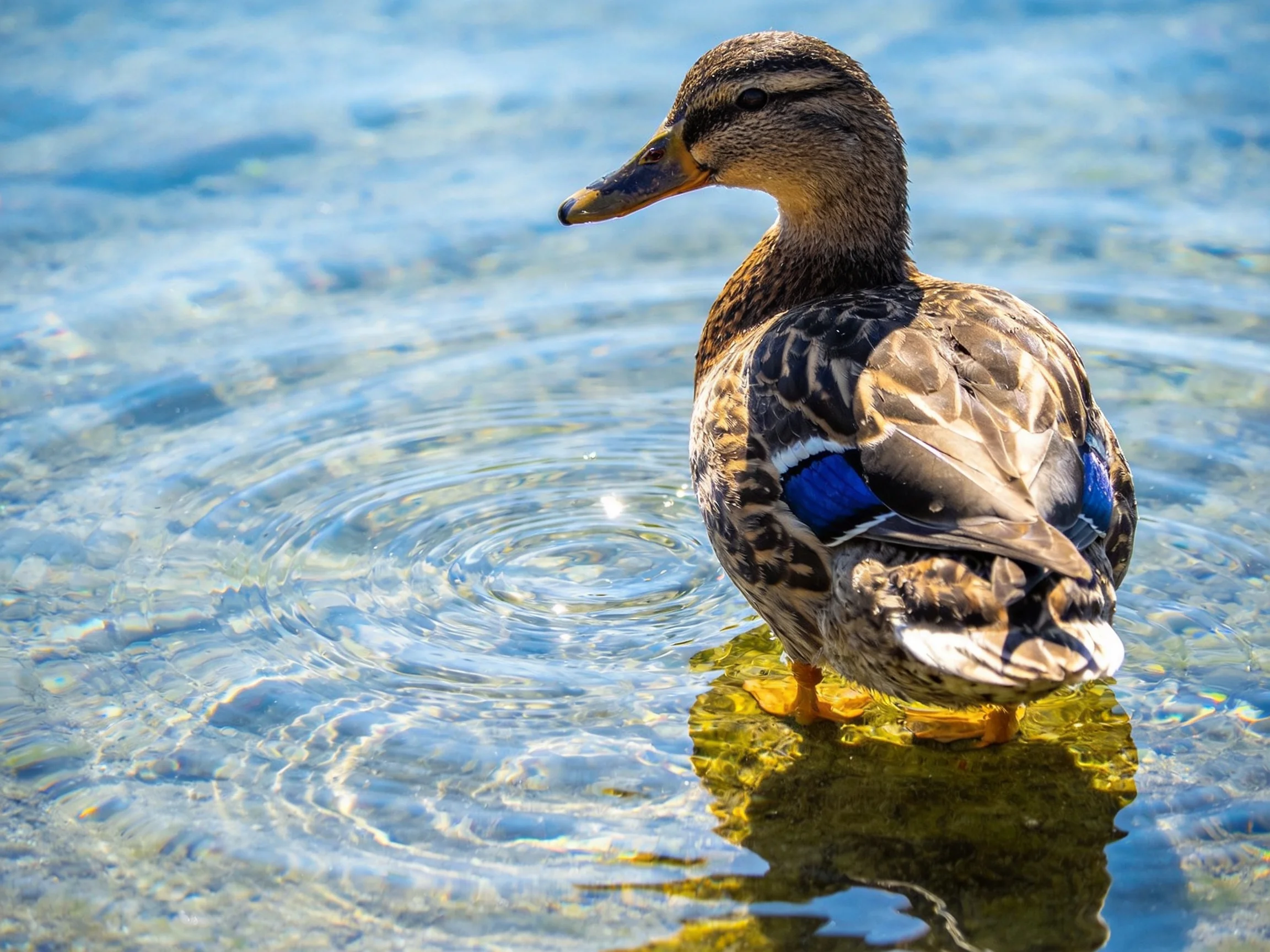 A duck with colorful feathers stands in clear water.