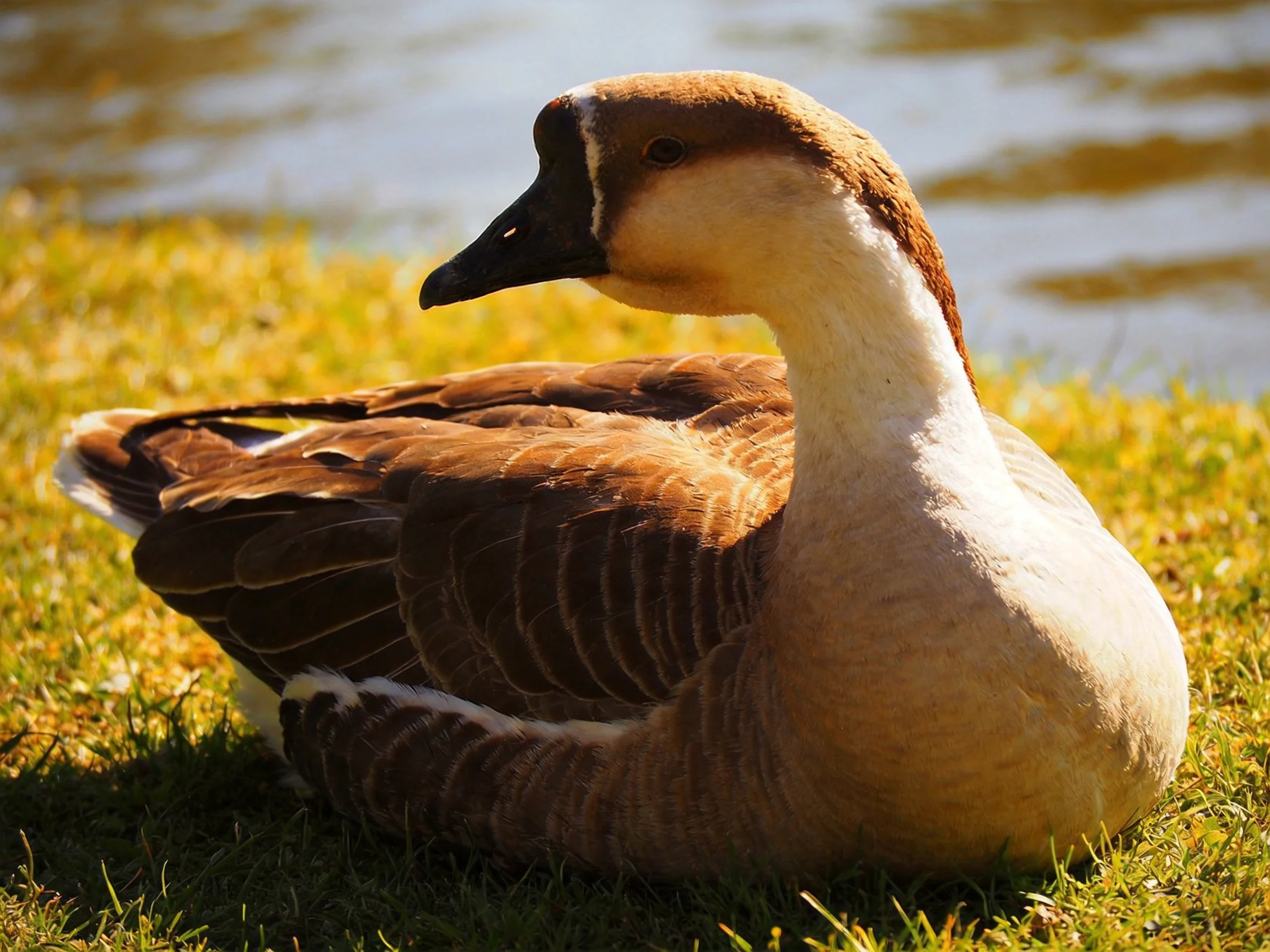 A brown and cream goose resting on green grass by a calm body of water