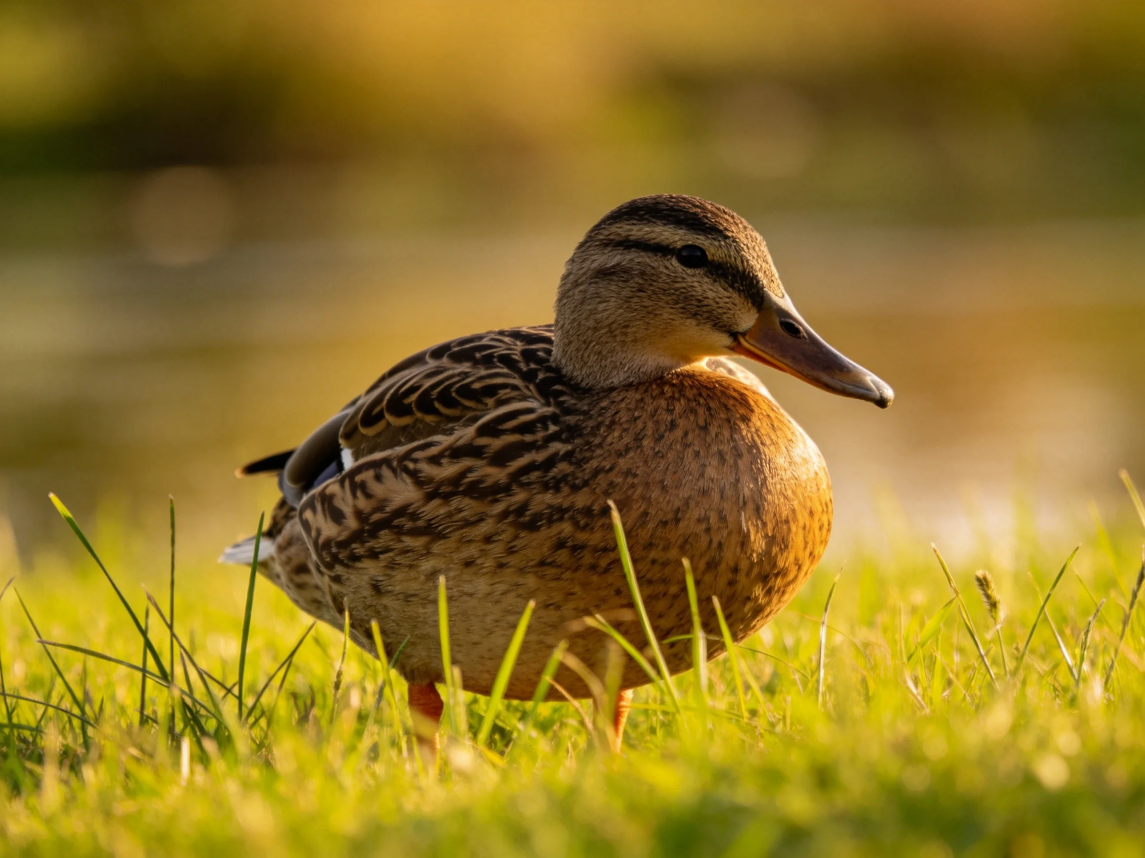 A brown and tan duck stands in lush green grass near water