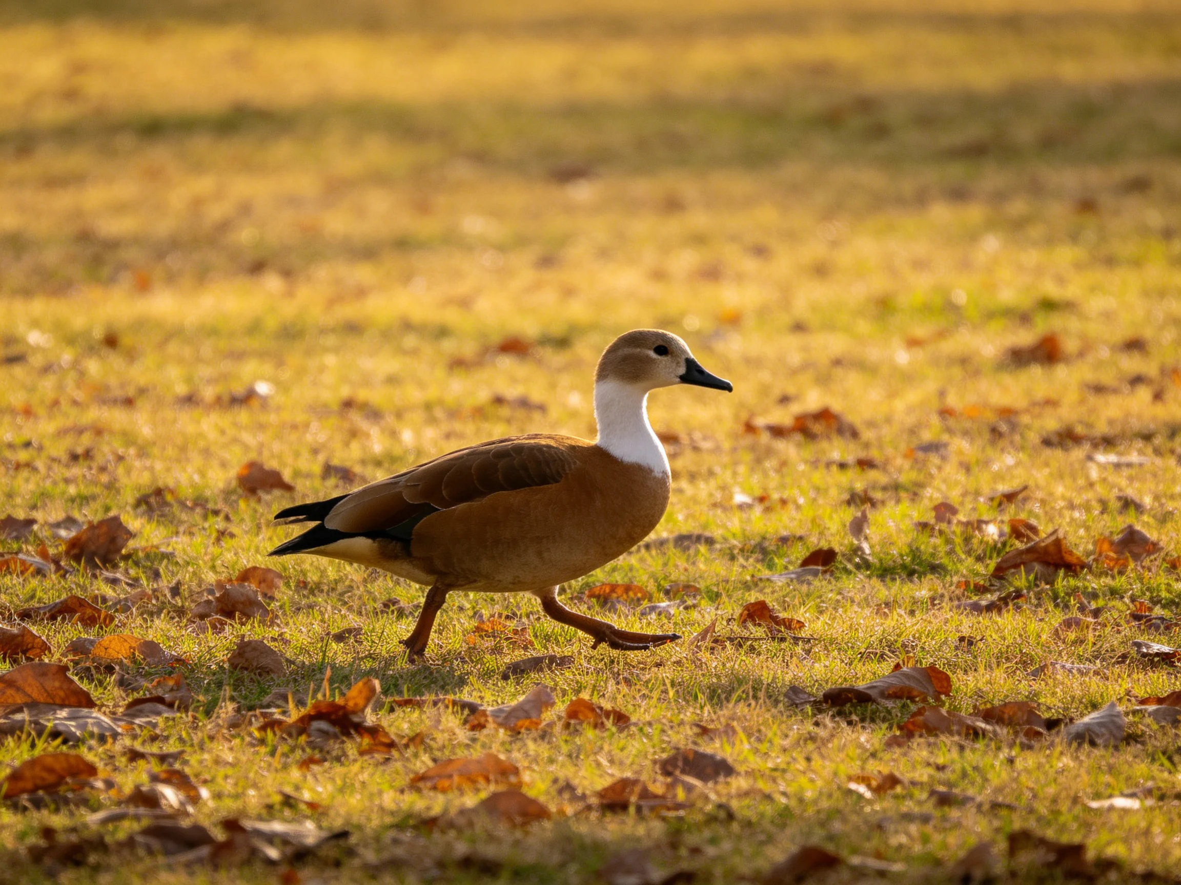 A brown and white bird walks on sunlit grass scattered with autumn leaves