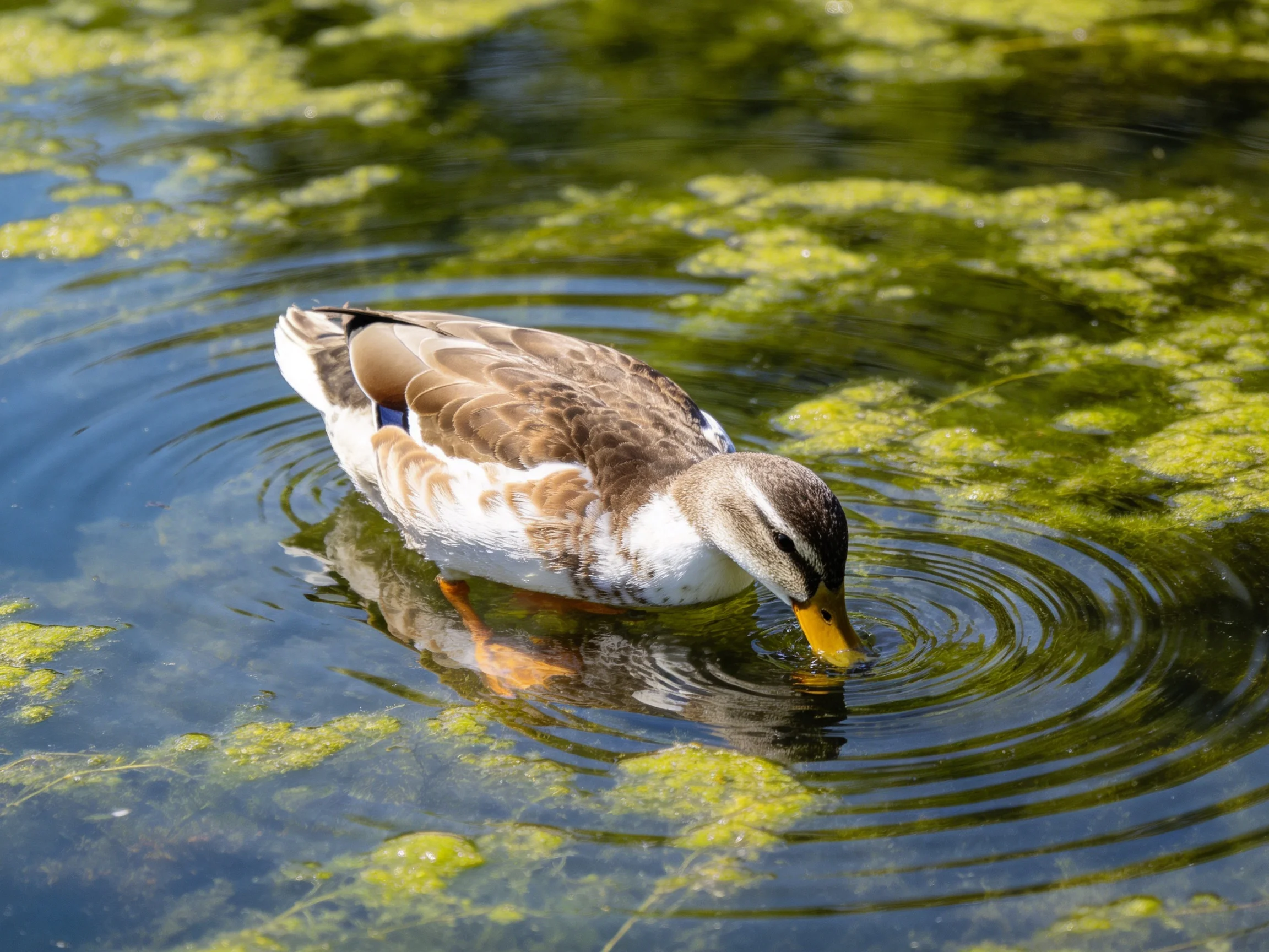 A brown and white duck foraging in algae-filled pond water