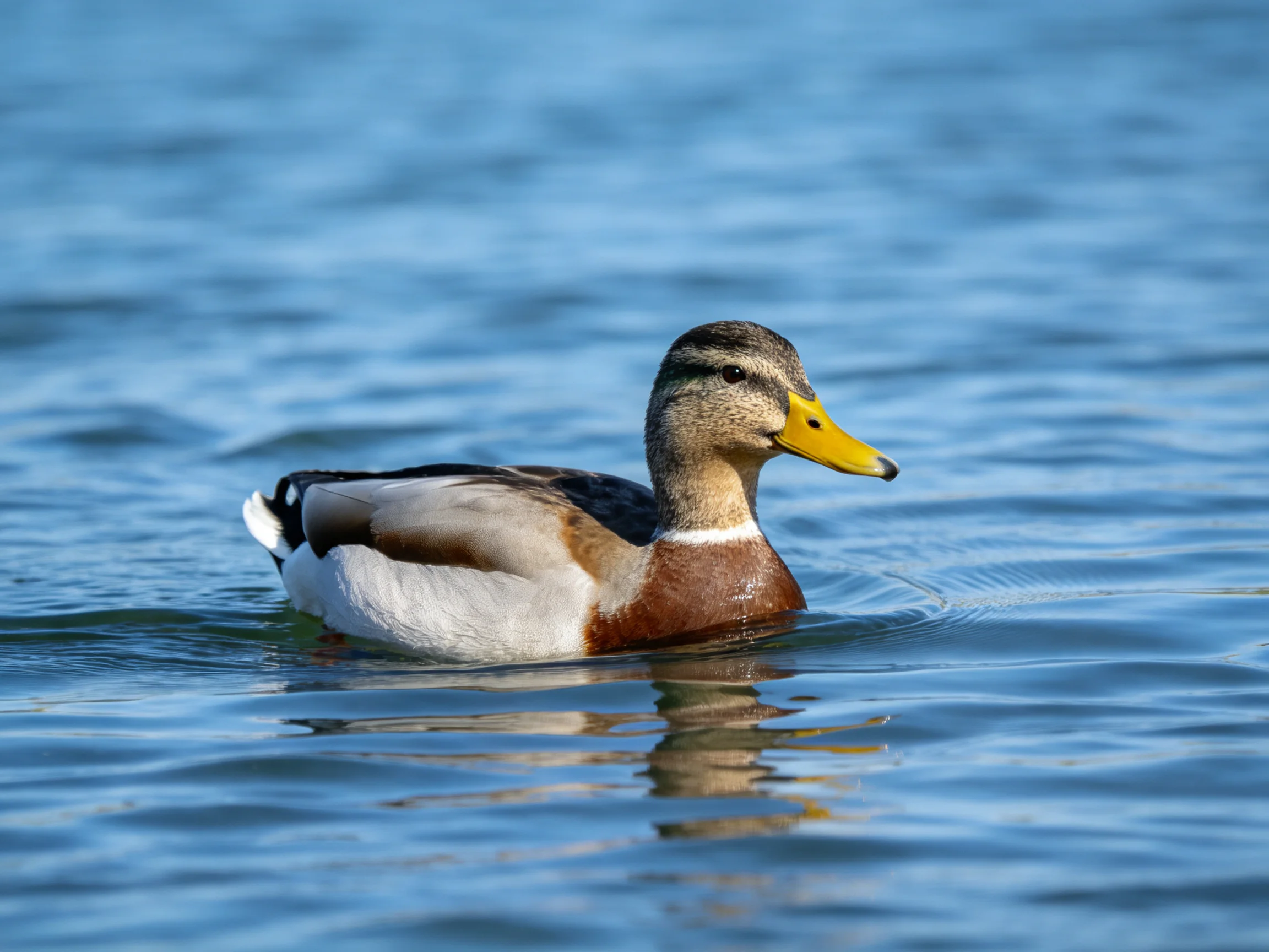 A brown and white duck glides through calm blue water