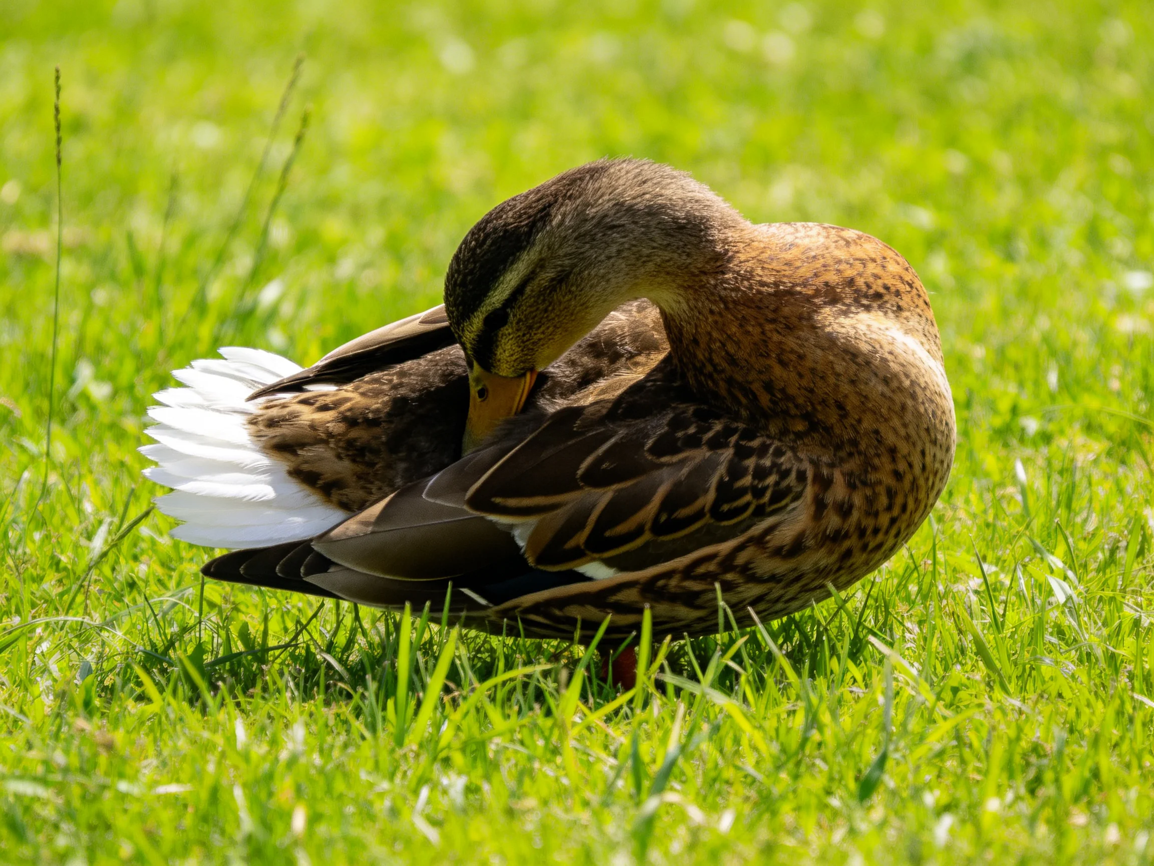 A brown and white duck preening on lush green grass