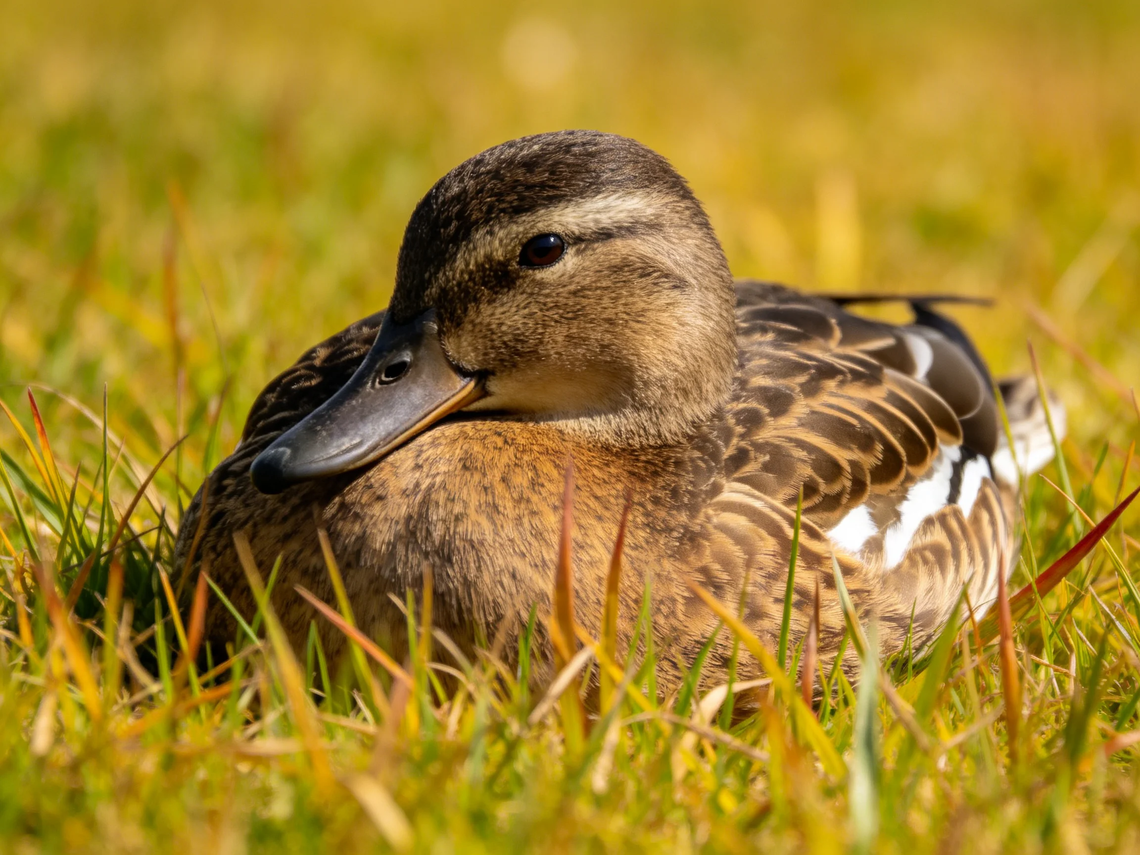A brown and white duck rests in golden-green grass