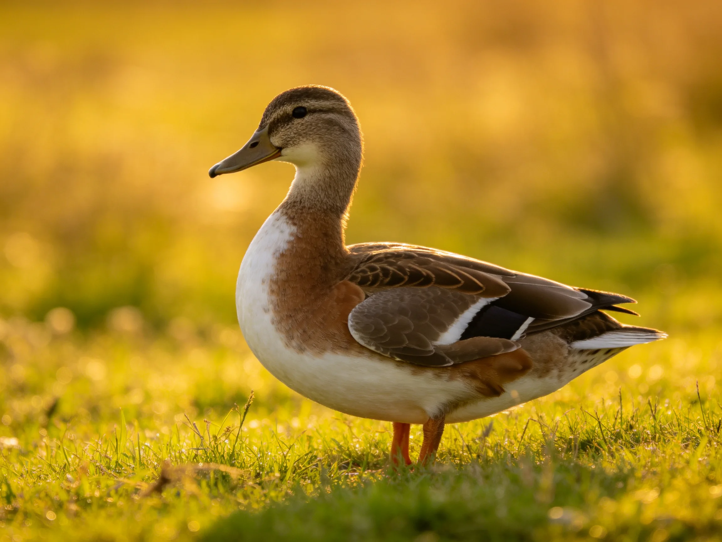 A brown and white duck stands on sunlit green grass with golden bokeh background