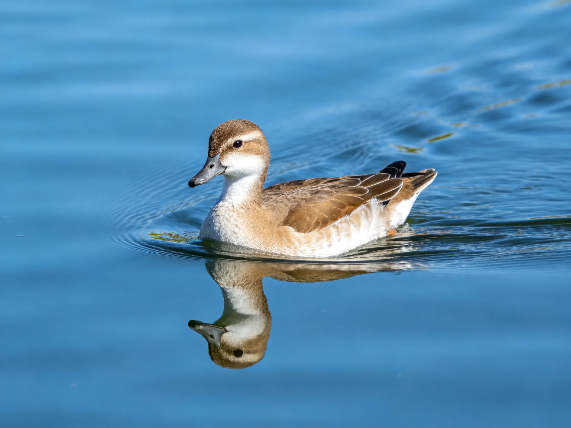 A brown and white duck swims in calm blue water with a clear reflection