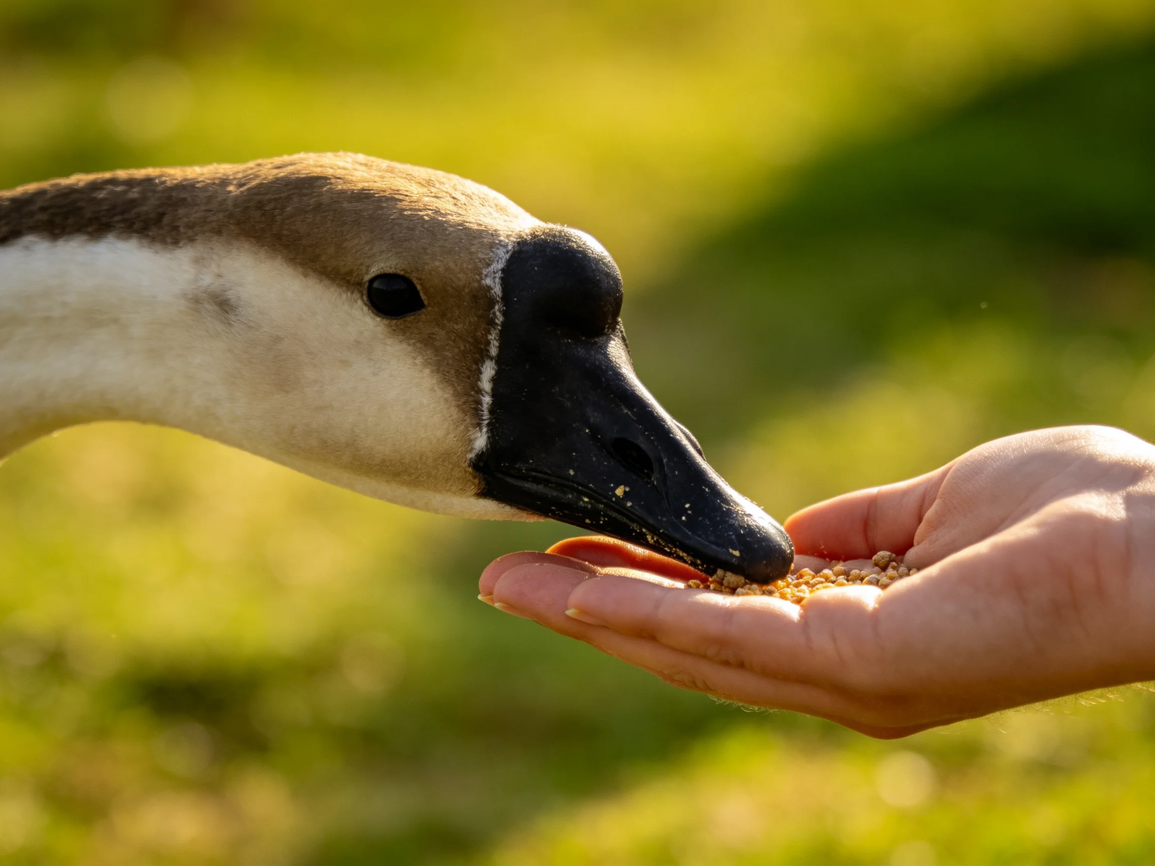 A brown and white goose feeds on seeds from an outstretched human hand