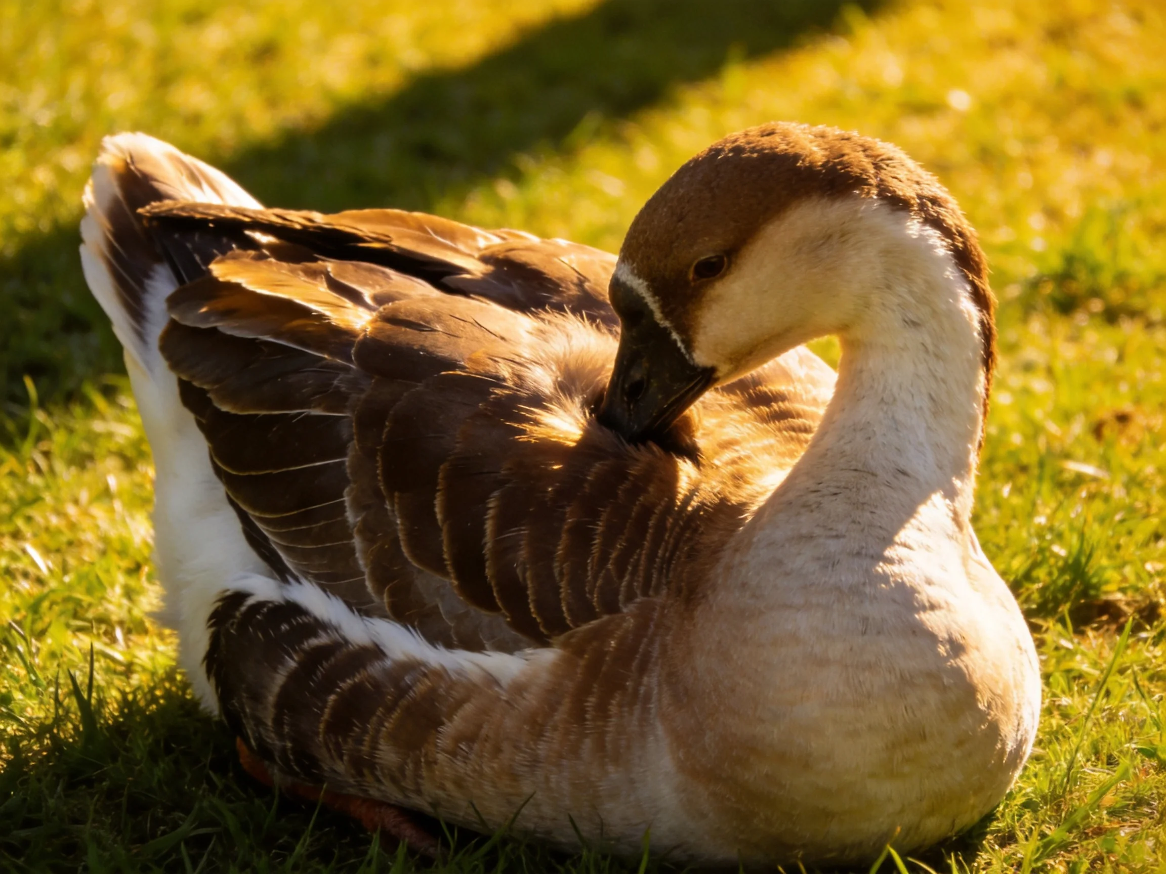 A brown and white goose preens on sun-drenched green grass