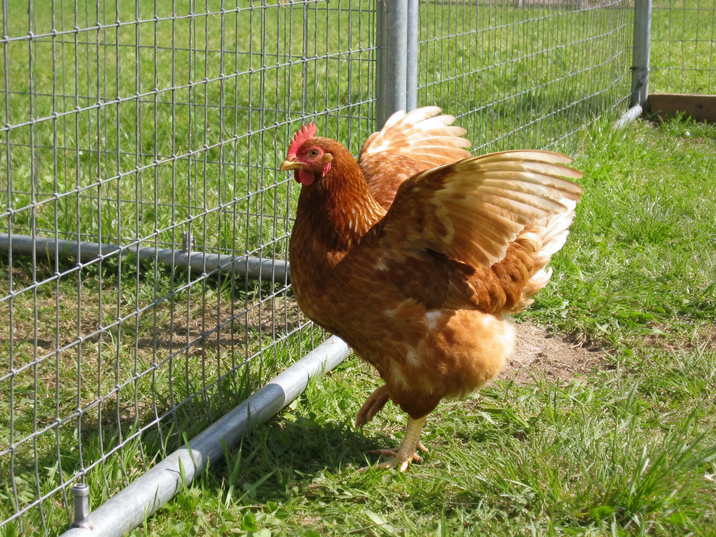 A brown chicken flapping wings near metal wire fence on grass