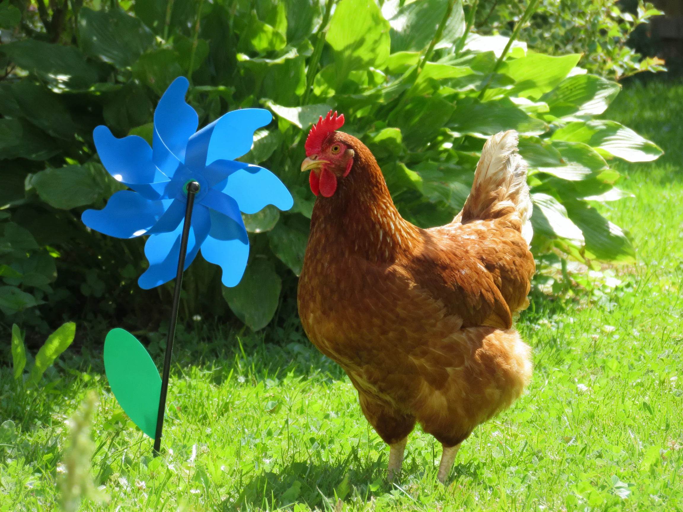 A brown chicken stands beside a bright blue pinwheel in a lush green garden