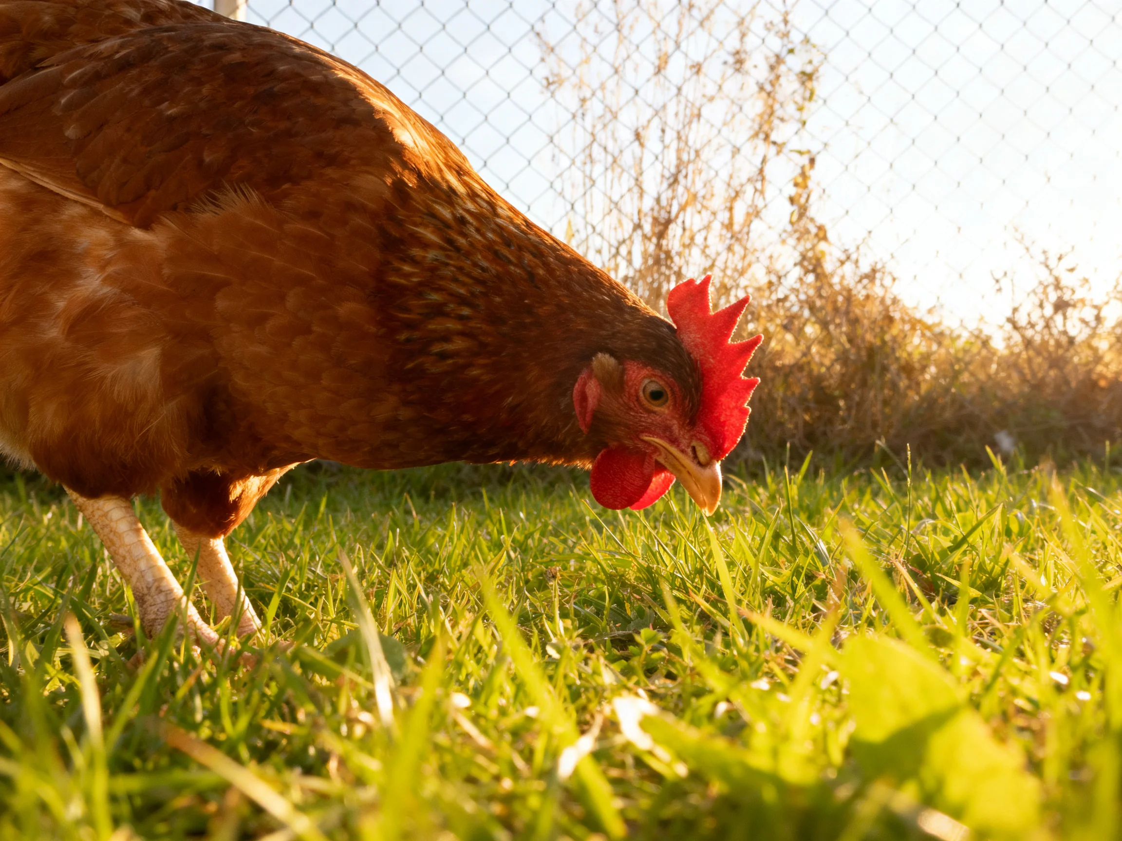 A brown chicken pecks at grass near a chain-link fence in a sunlit area.