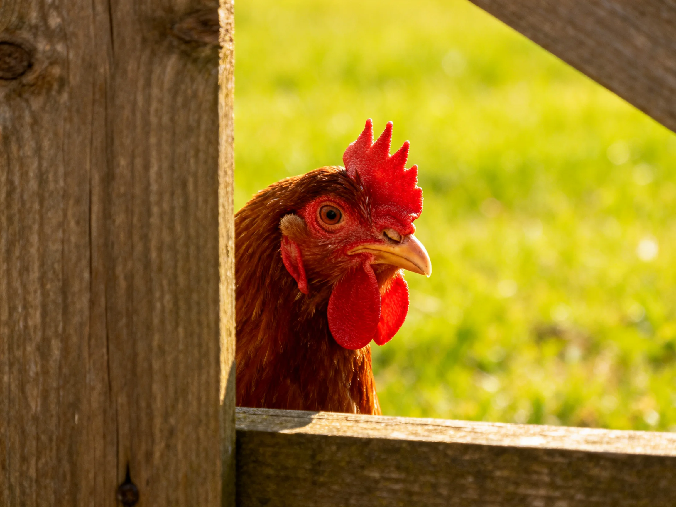 A brown chicken with bright red comb peeks through a weathered wooden fence near green grass