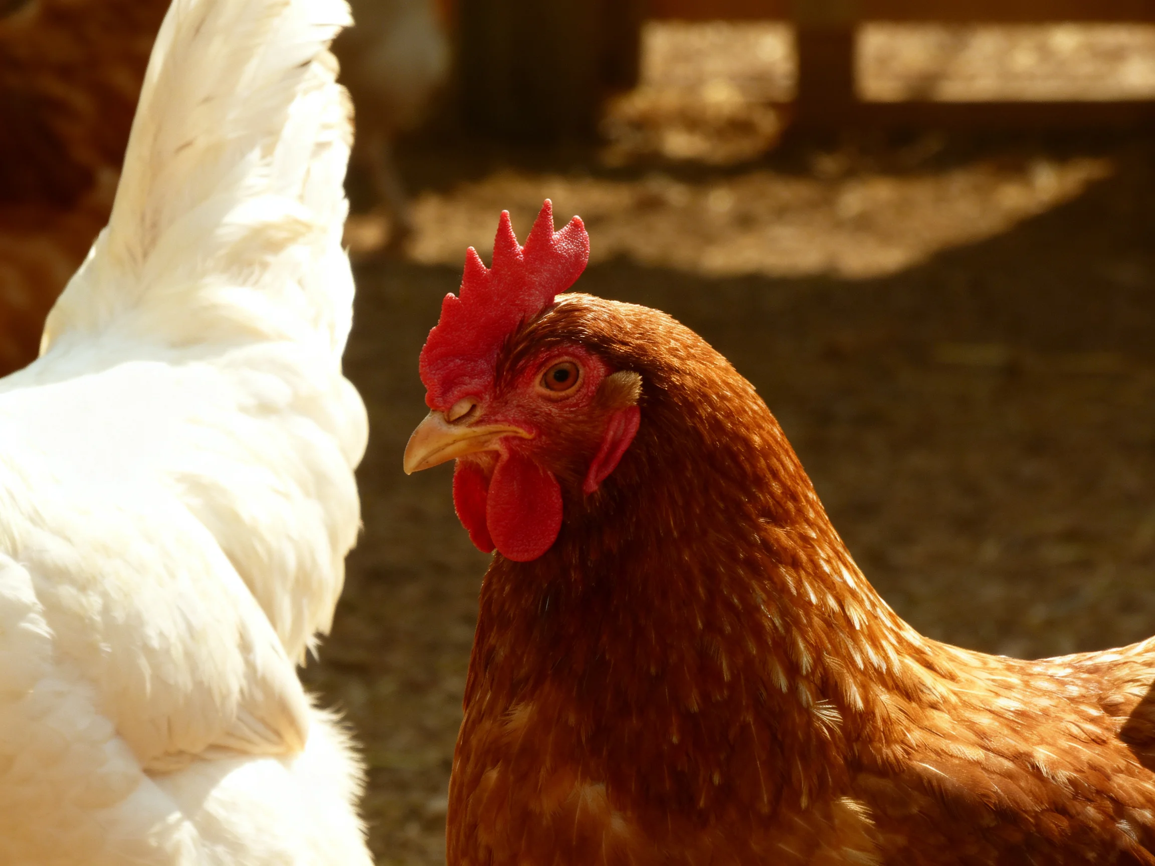 A brown chicken with red comb stands beside a white chicken outdoors