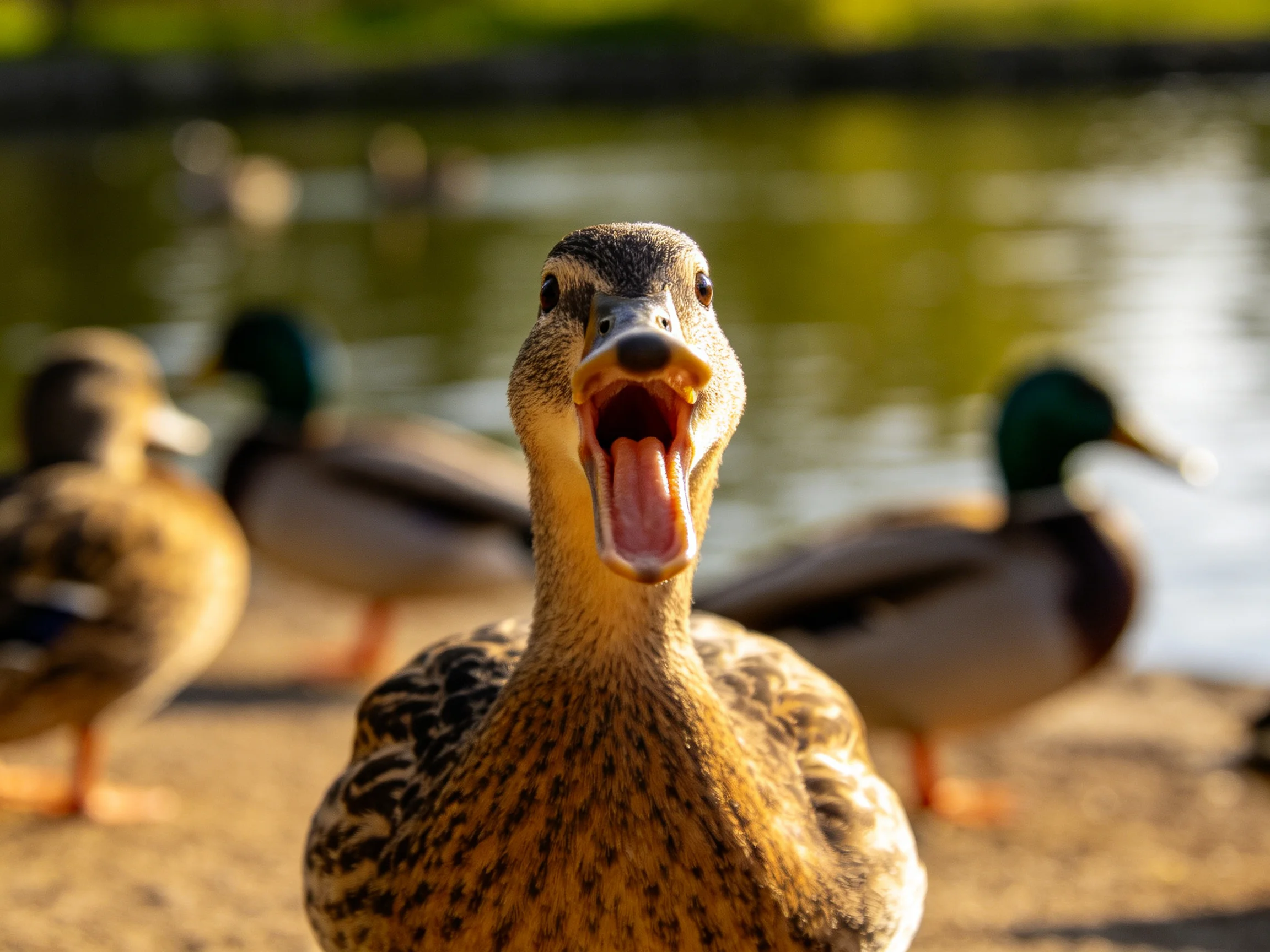 A brown duck calls out near water with green-headed ducks behind